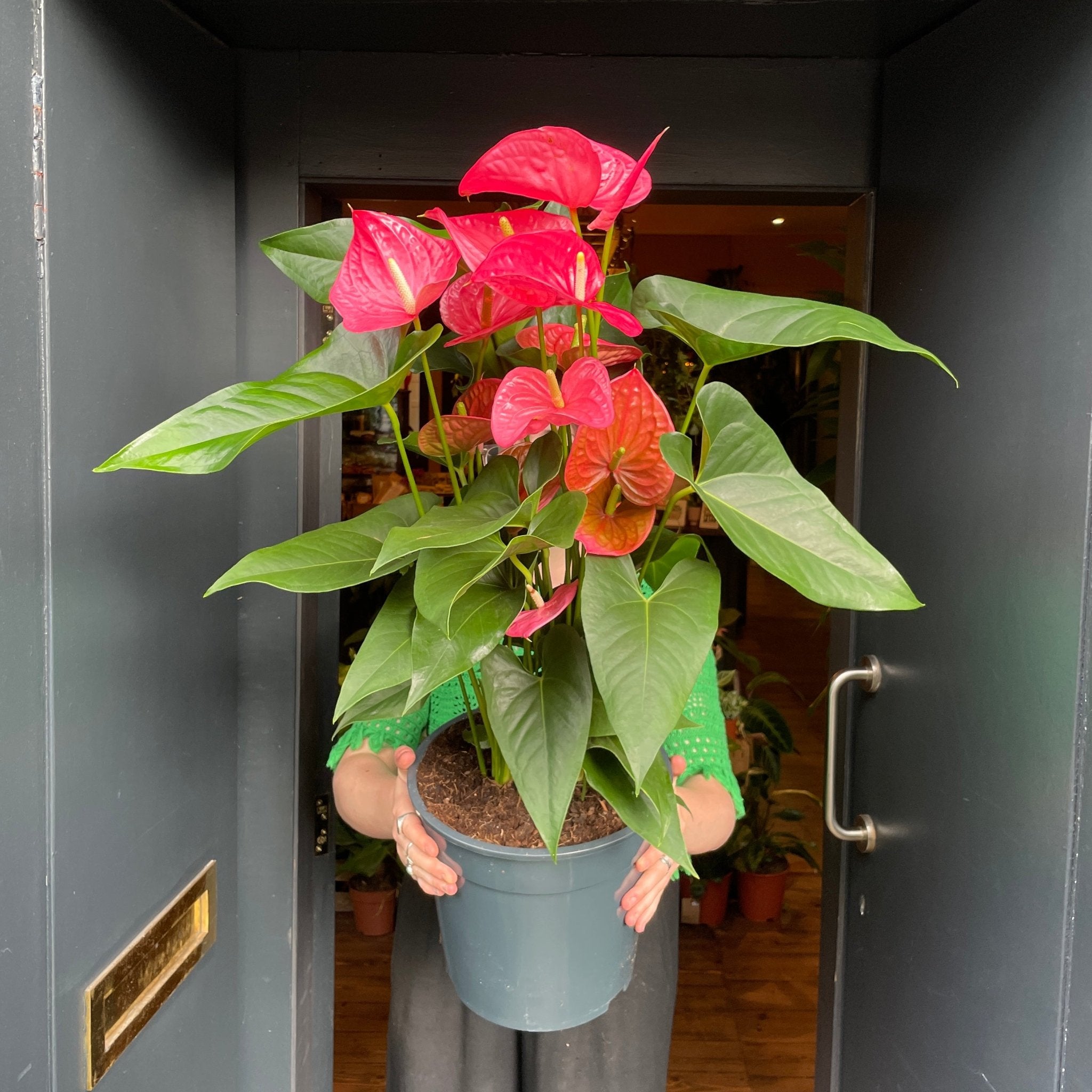 Anthurium ‘Cherry Love’ XL - grow urban. UK