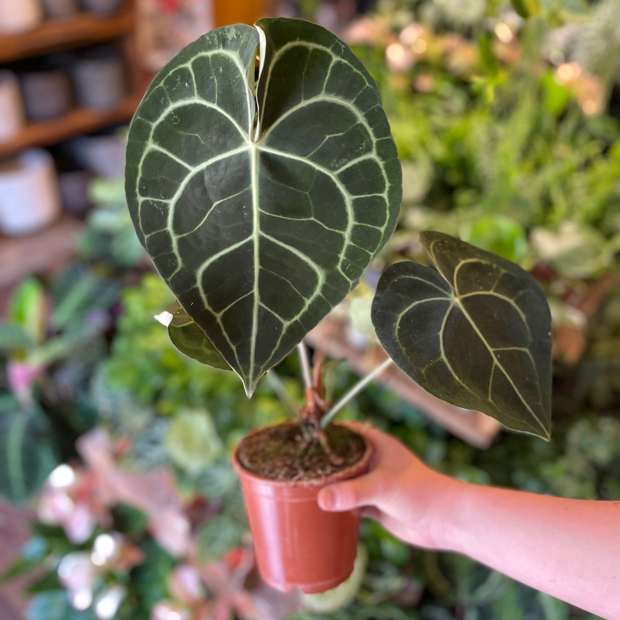 Anthurium clarinervium - grow urban. UK