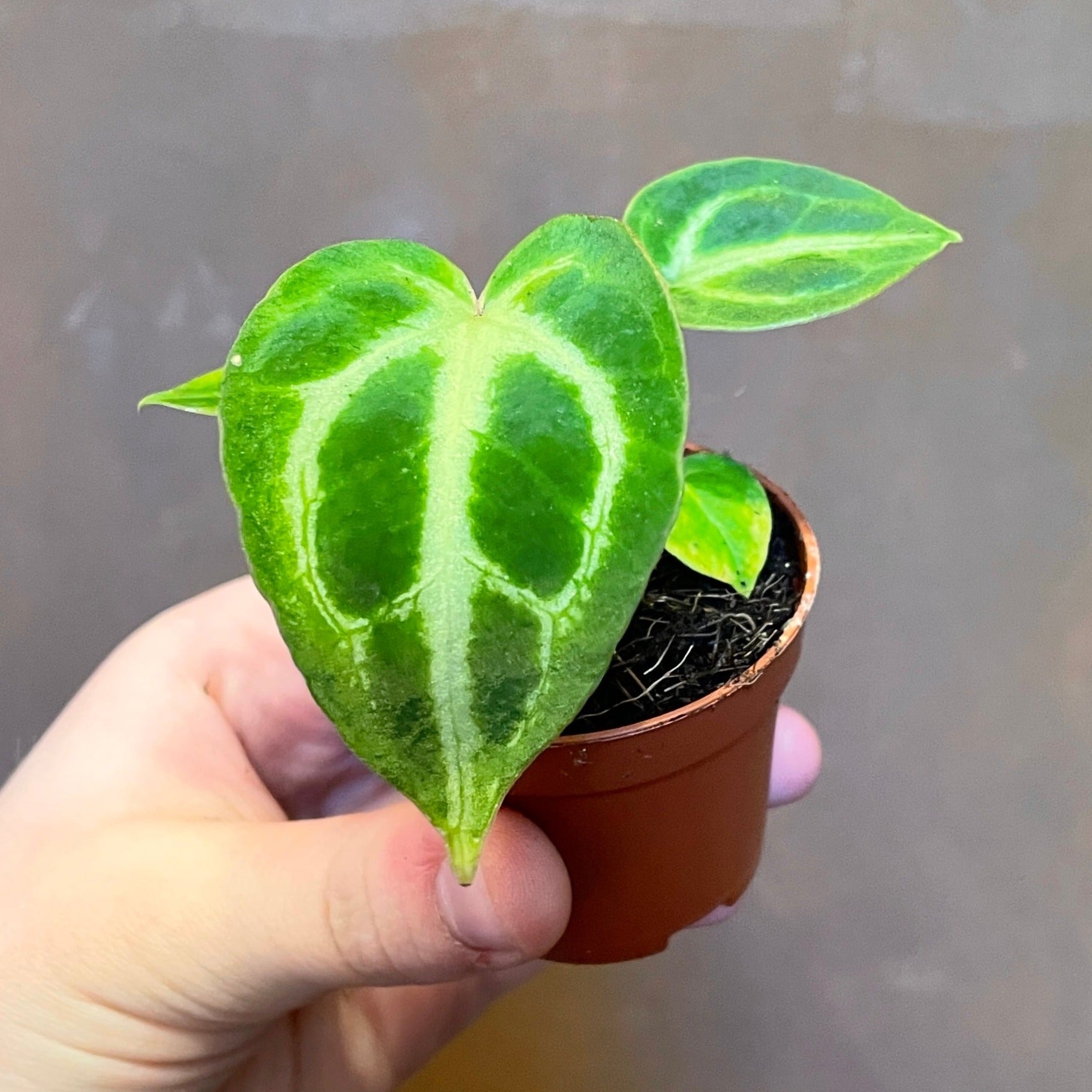 anthurium crystallinum uk Anthurium crystallinum 'Silver Blush'