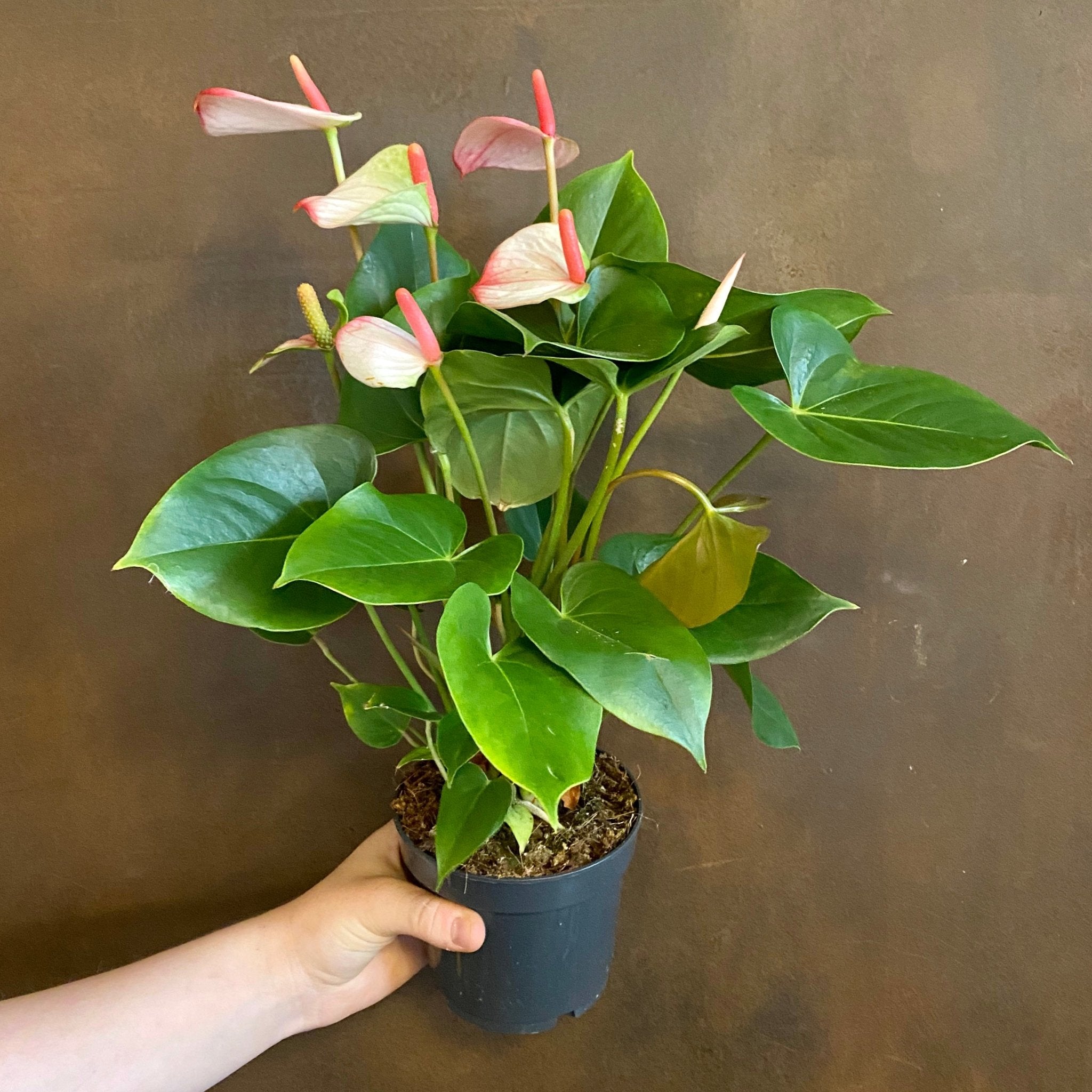 Anthurium ‘Hotlips’ (12cm pot) - grow urban. UK