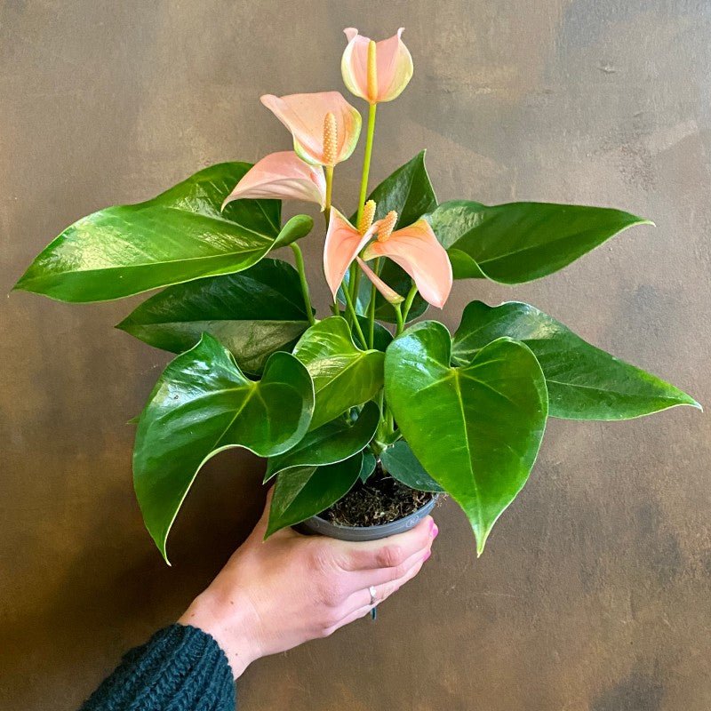 Anthurium 'Joli Peach'