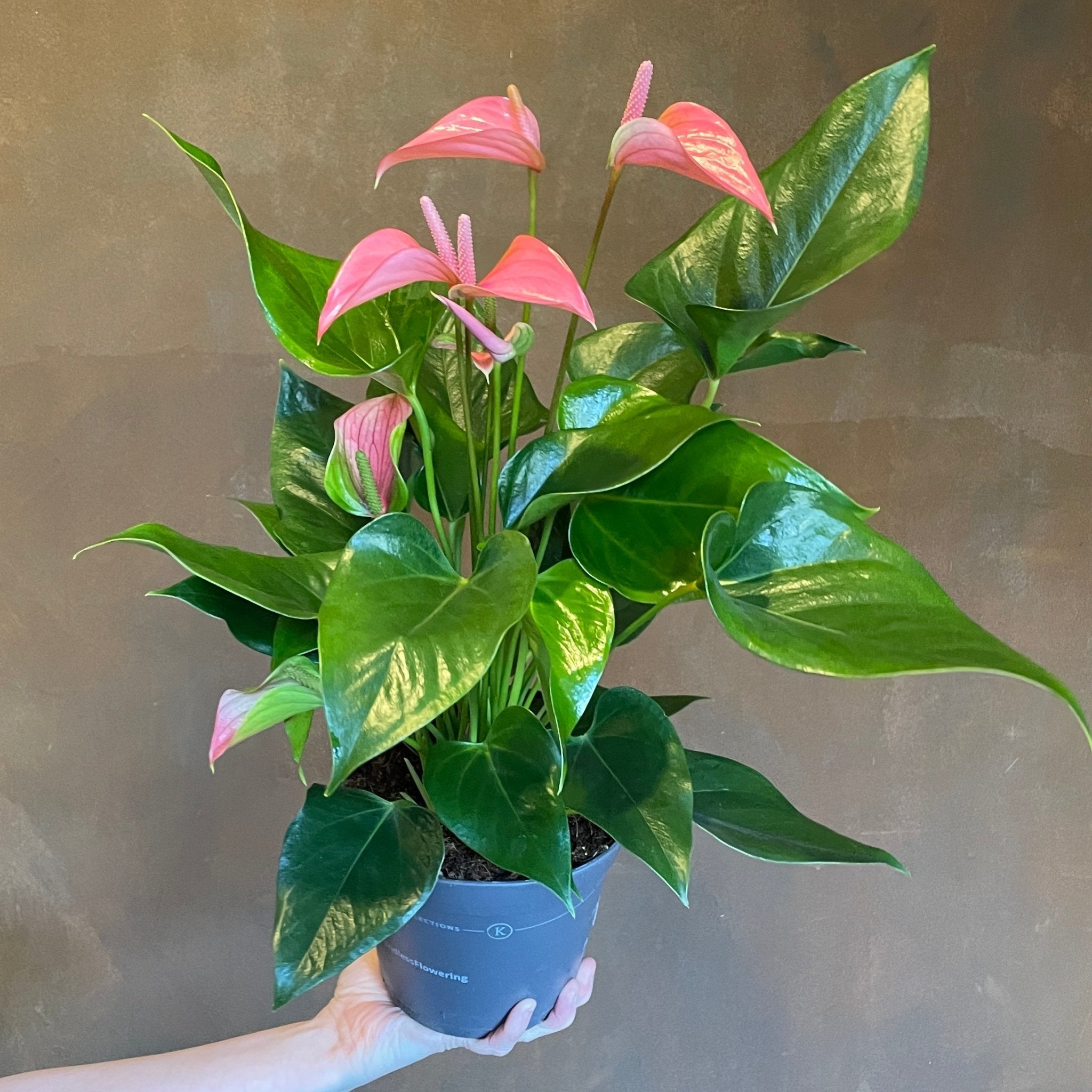 Anthurium ‘Joli Pink’ - grow urban. UK