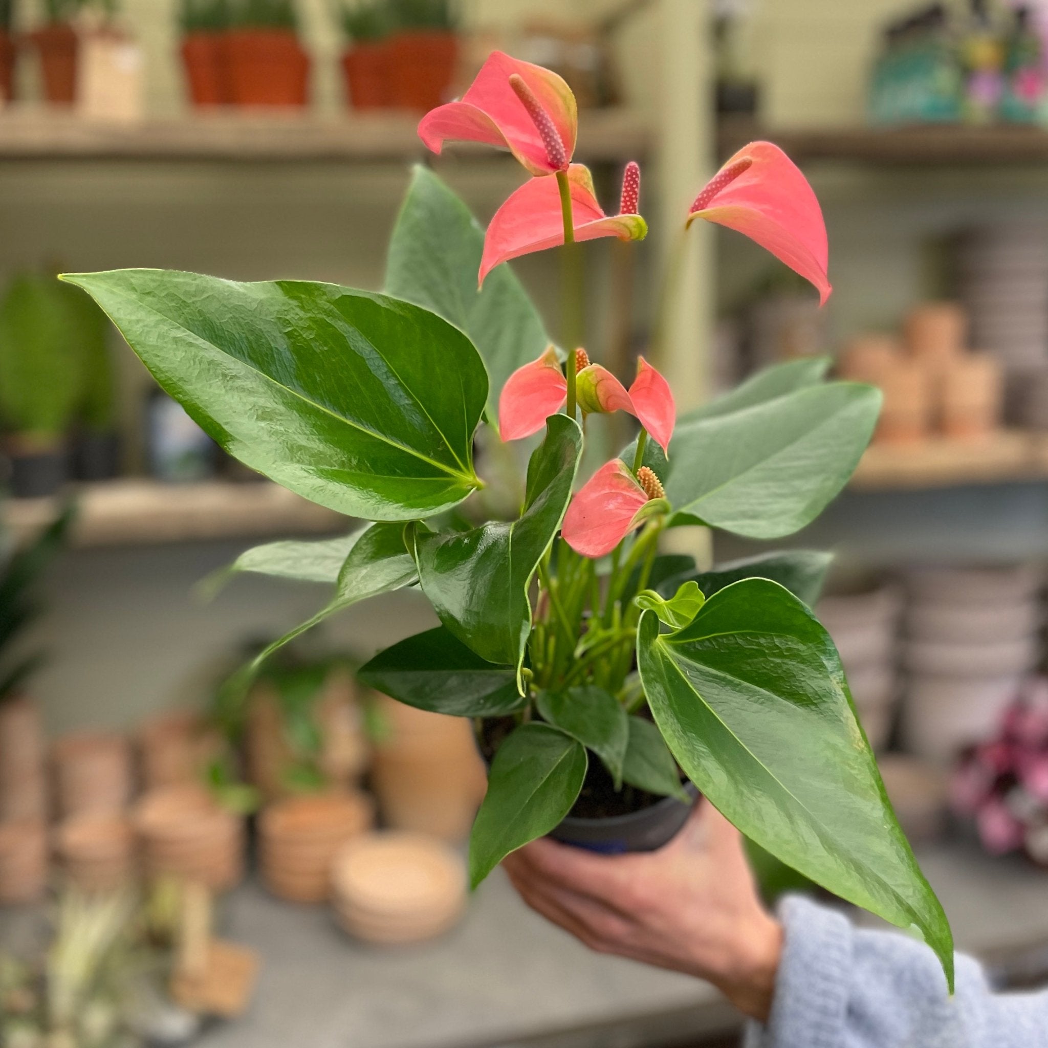 Anthurium ‘Joli Pink’ - grow urban. UK
