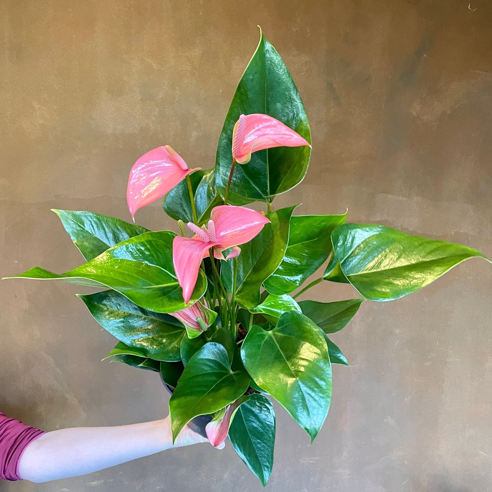 Anthurium ‘Joli Pink’ - grow urban. UK
