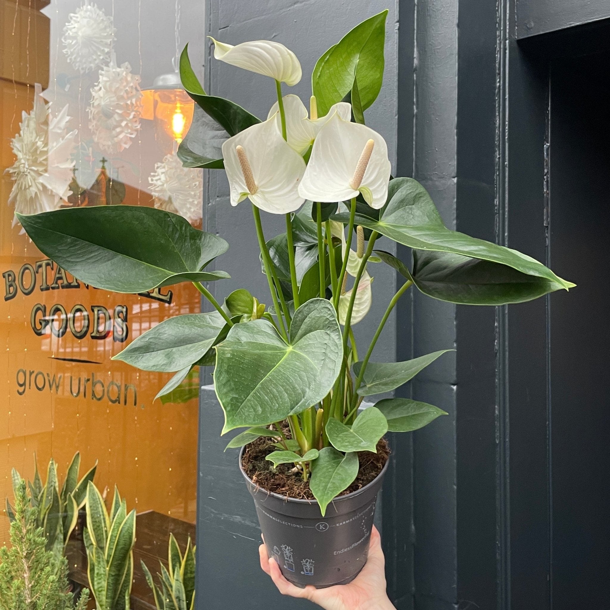 Anthurium 'Karma White' - grow urban. UK