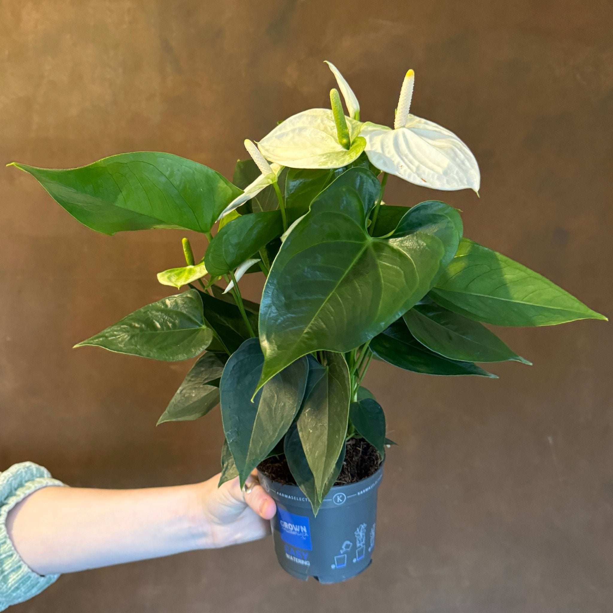 Anthurium 'Karma White' - grow urban. UK