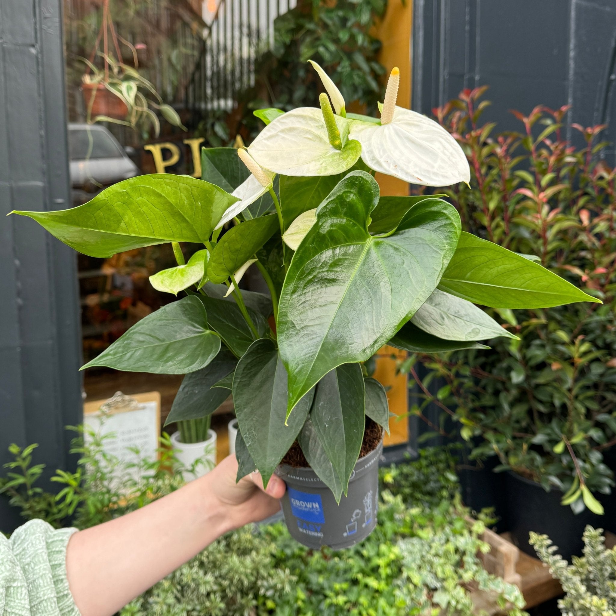 Anthurium 'Karma White' - grow urban. UK