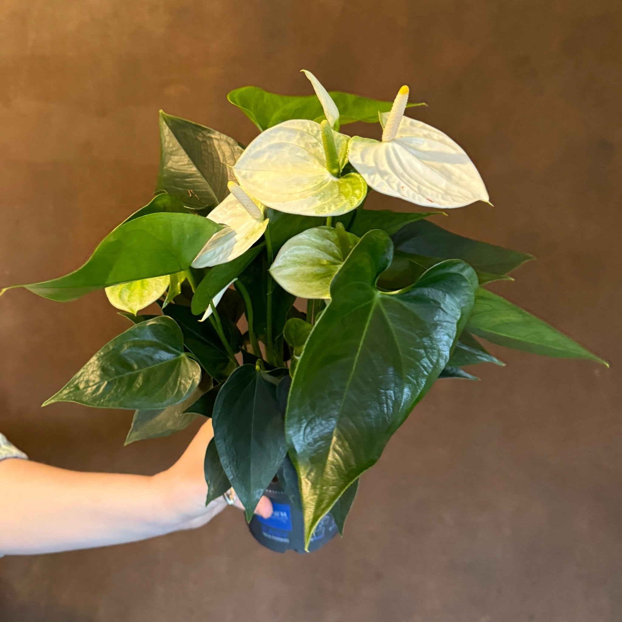 Anthurium 'Karma White' - grow urban. UK