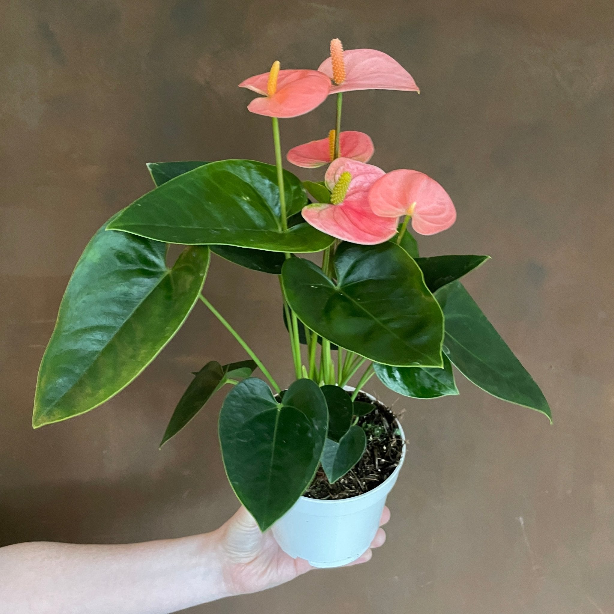 Anthurium ‘Leganza’ - grow urban. UK