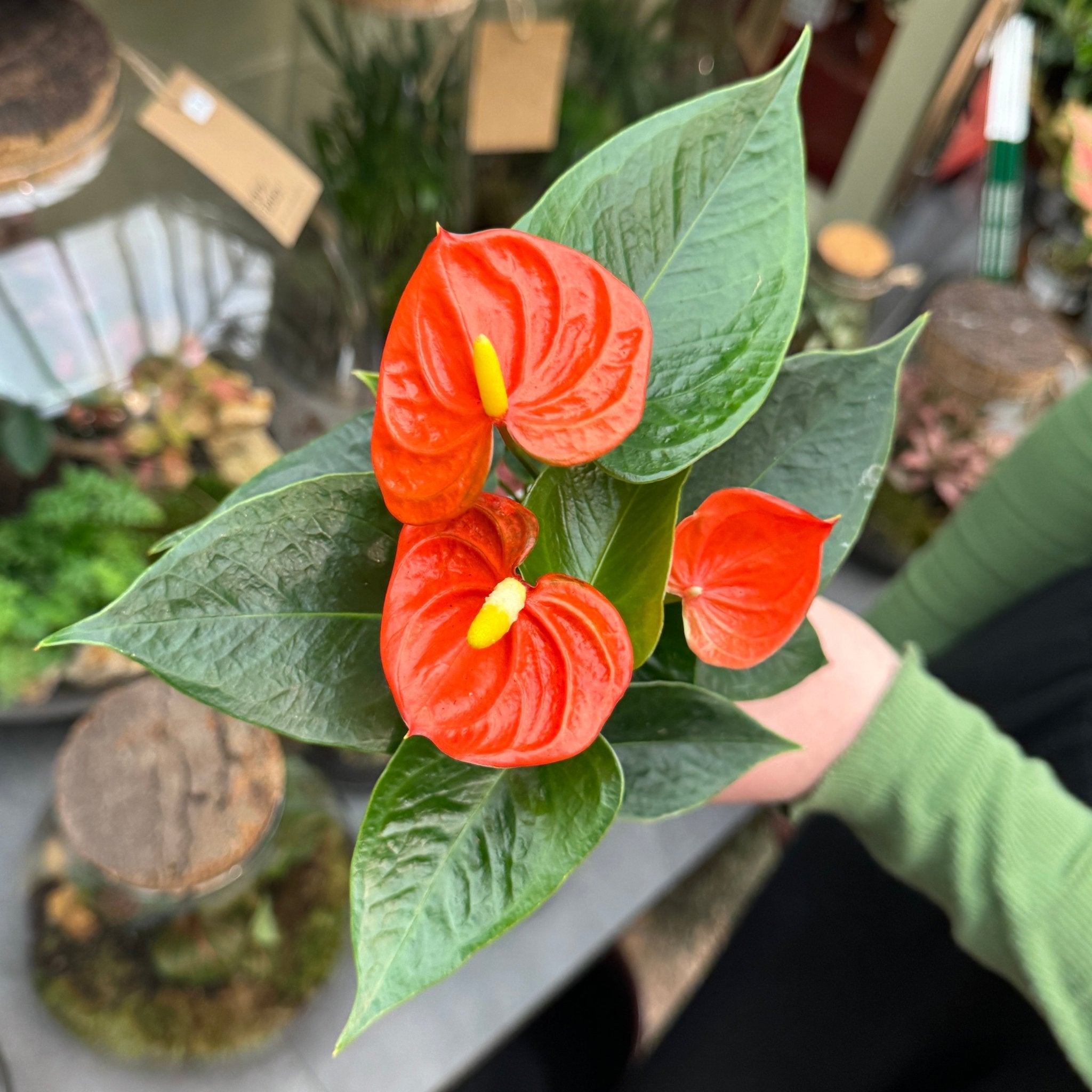 Anthurium ‘Orange Champion’ - grow urban. UK