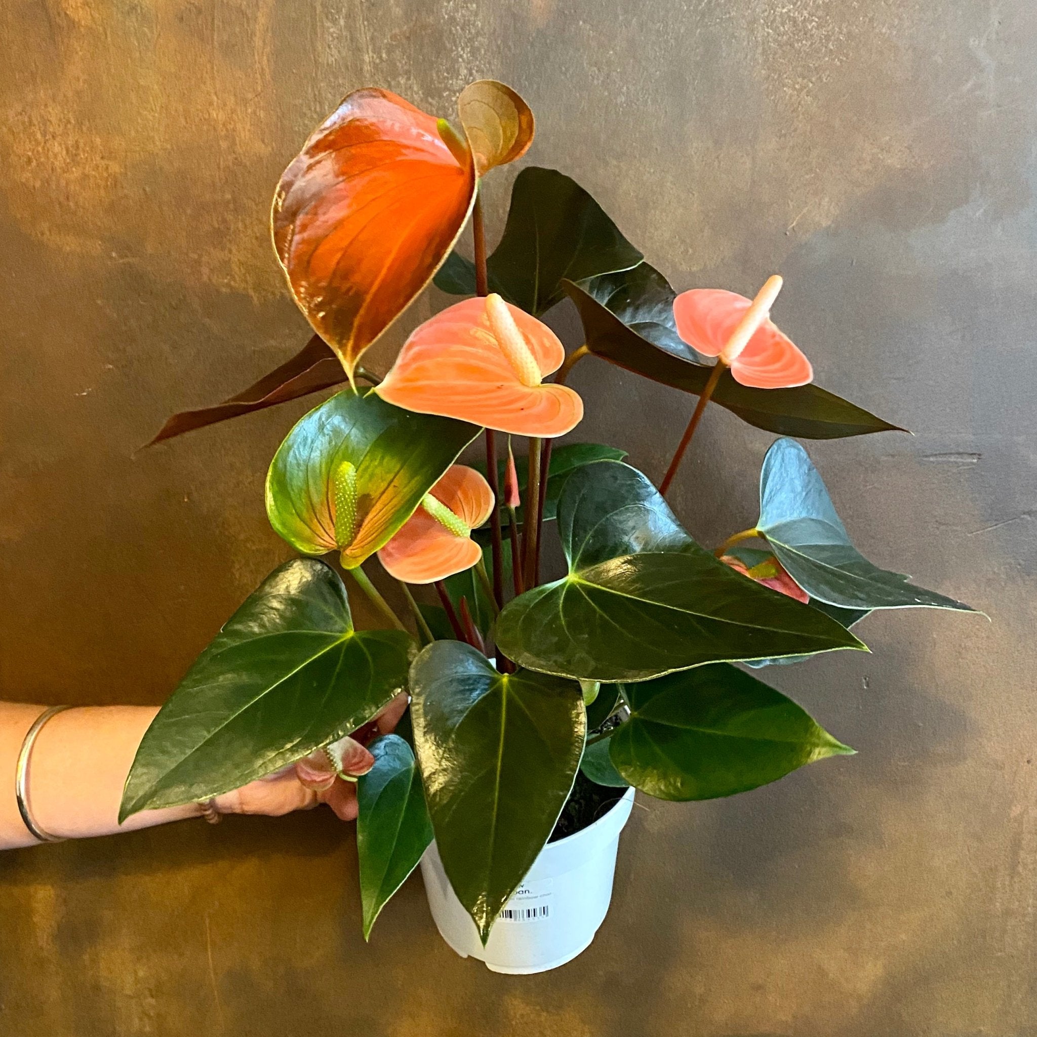 Anthurium ‘Rainbow Champion’ - grow urban. UK