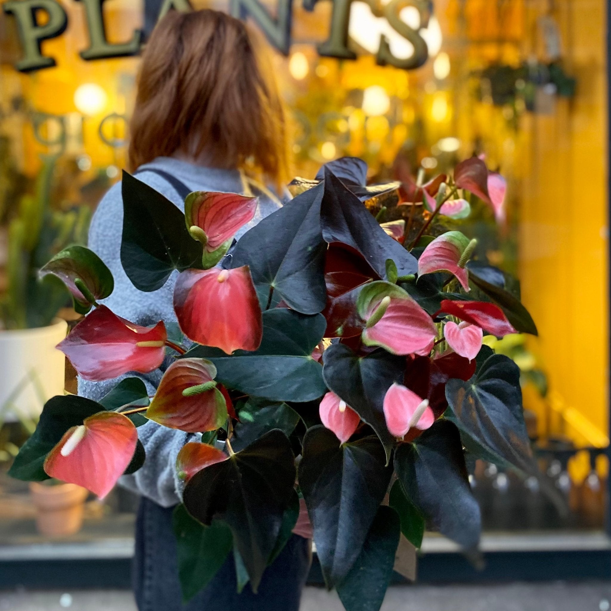 Anthurium ‘Rainbow Champion’ - grow urban. UK