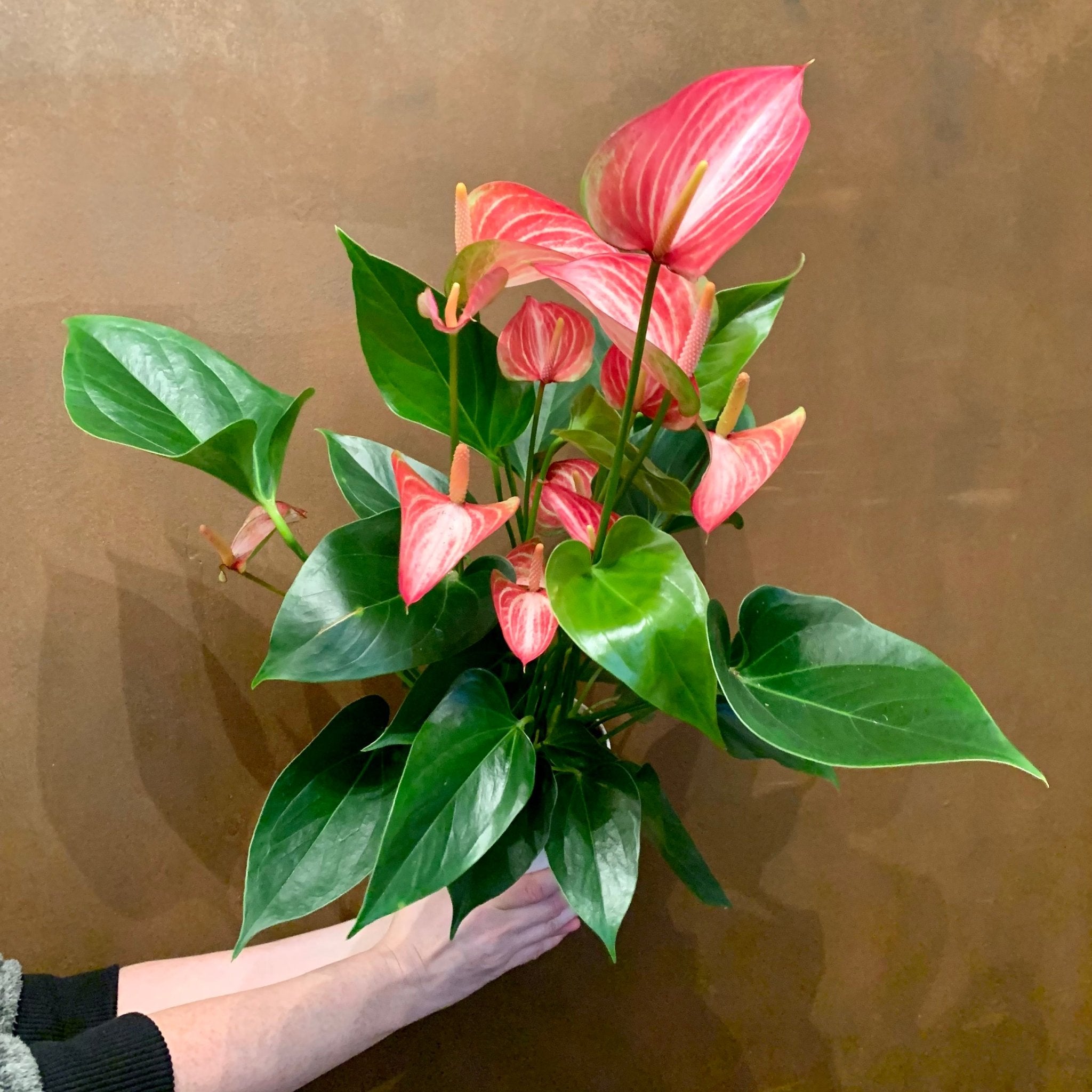Anthurium ‘Royal Livium’ (14cm pot) - grow urban. UK