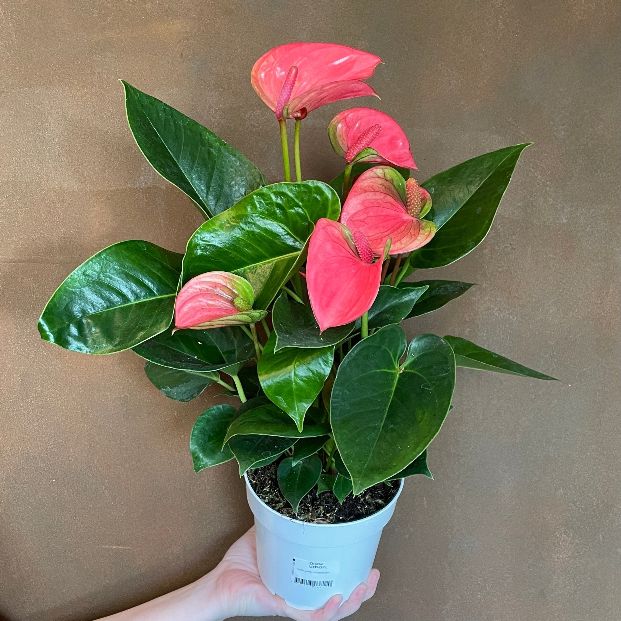 Anthurium ‘Royal Pink Champion’ (14cm pot) - grow urban. UK
