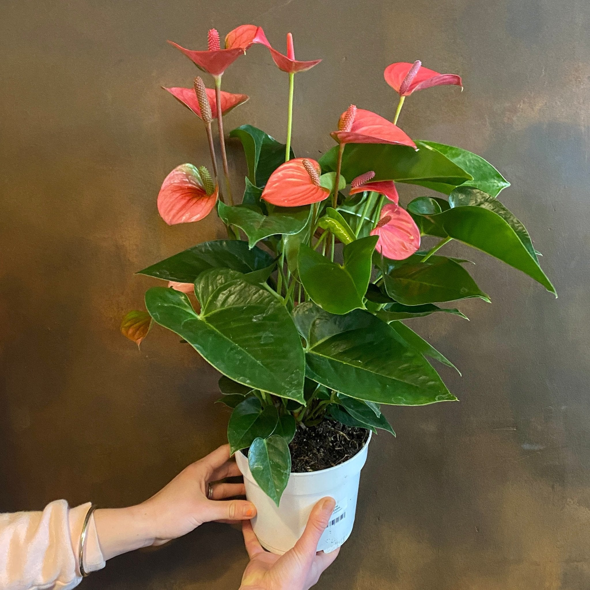 Anthurium ‘Royal Pink Champion’ - grow urban. UK