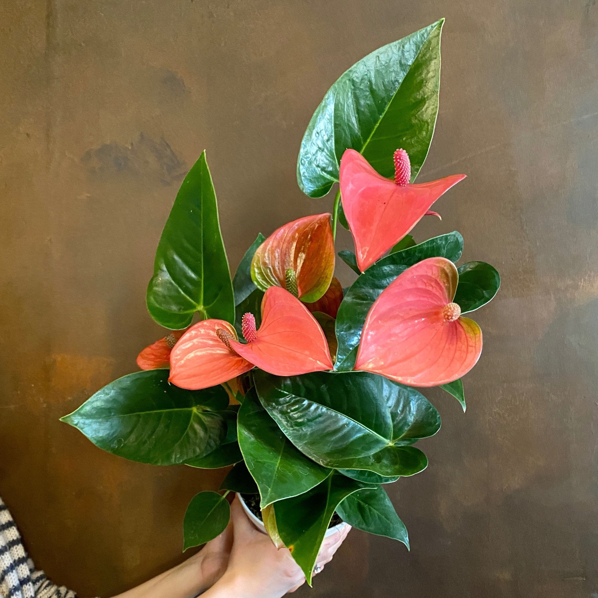 Anthurium ‘Royal Pink Champion’ - grow urban. UK