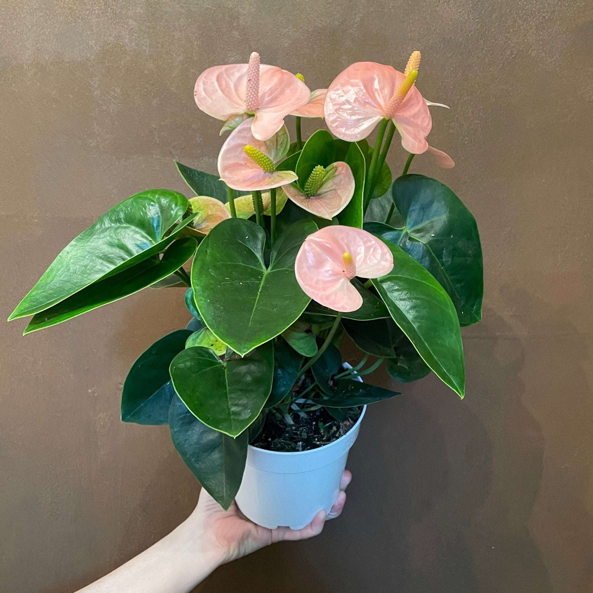 Anthurium ‘Royal Spirit Champion’ - grow urban. UK