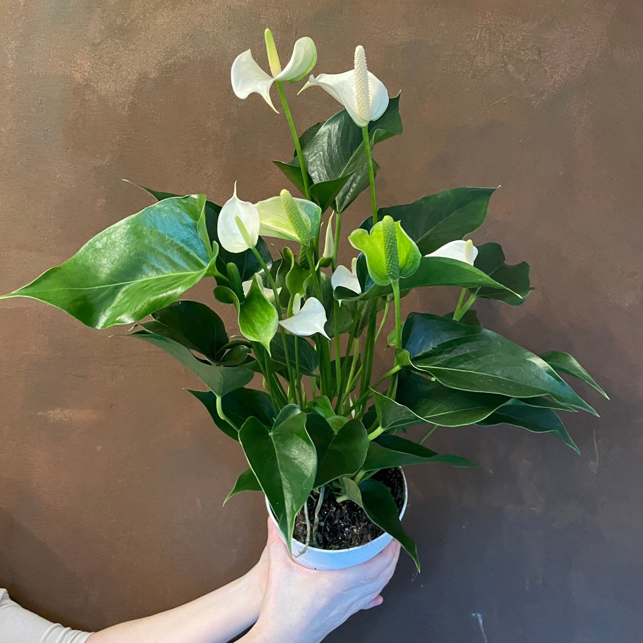 Anthurium ‘Royal White Champion’ - grow urban. UK