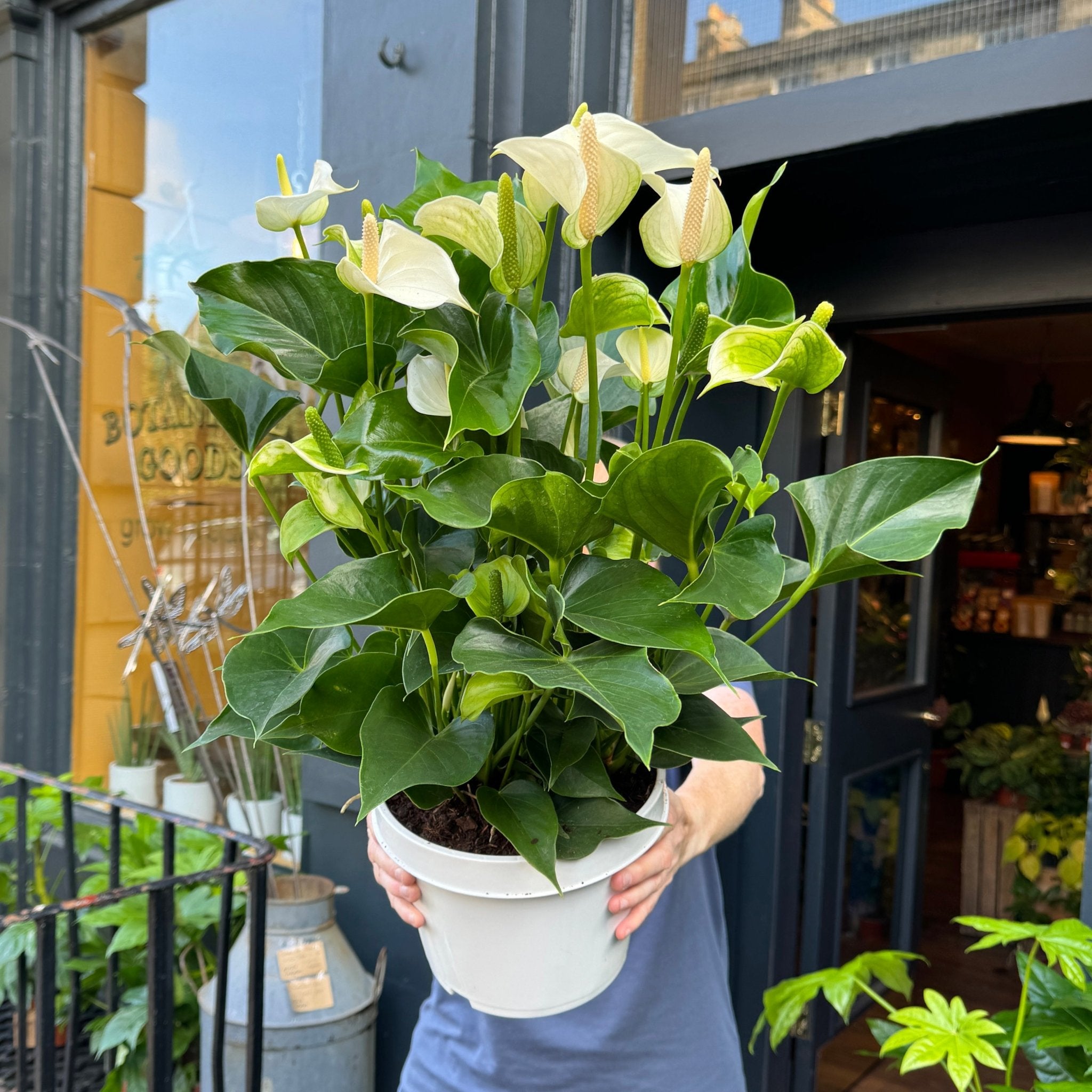 Anthurium ‘Royal White Champion’ (21cm pot) - grow urban. UK