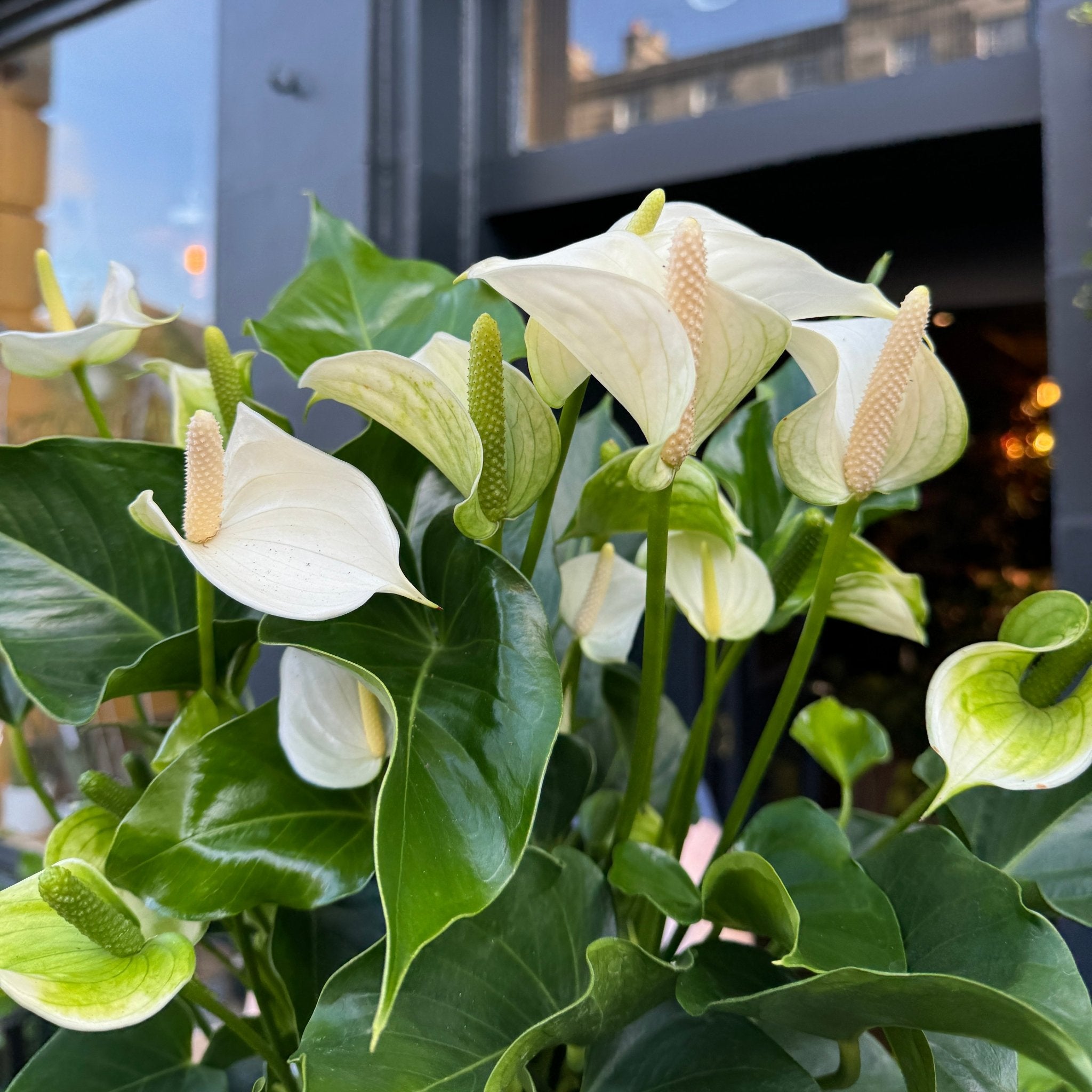 Anthurium ‘Royal White Champion’ (21cm pot) - grow urban. UK