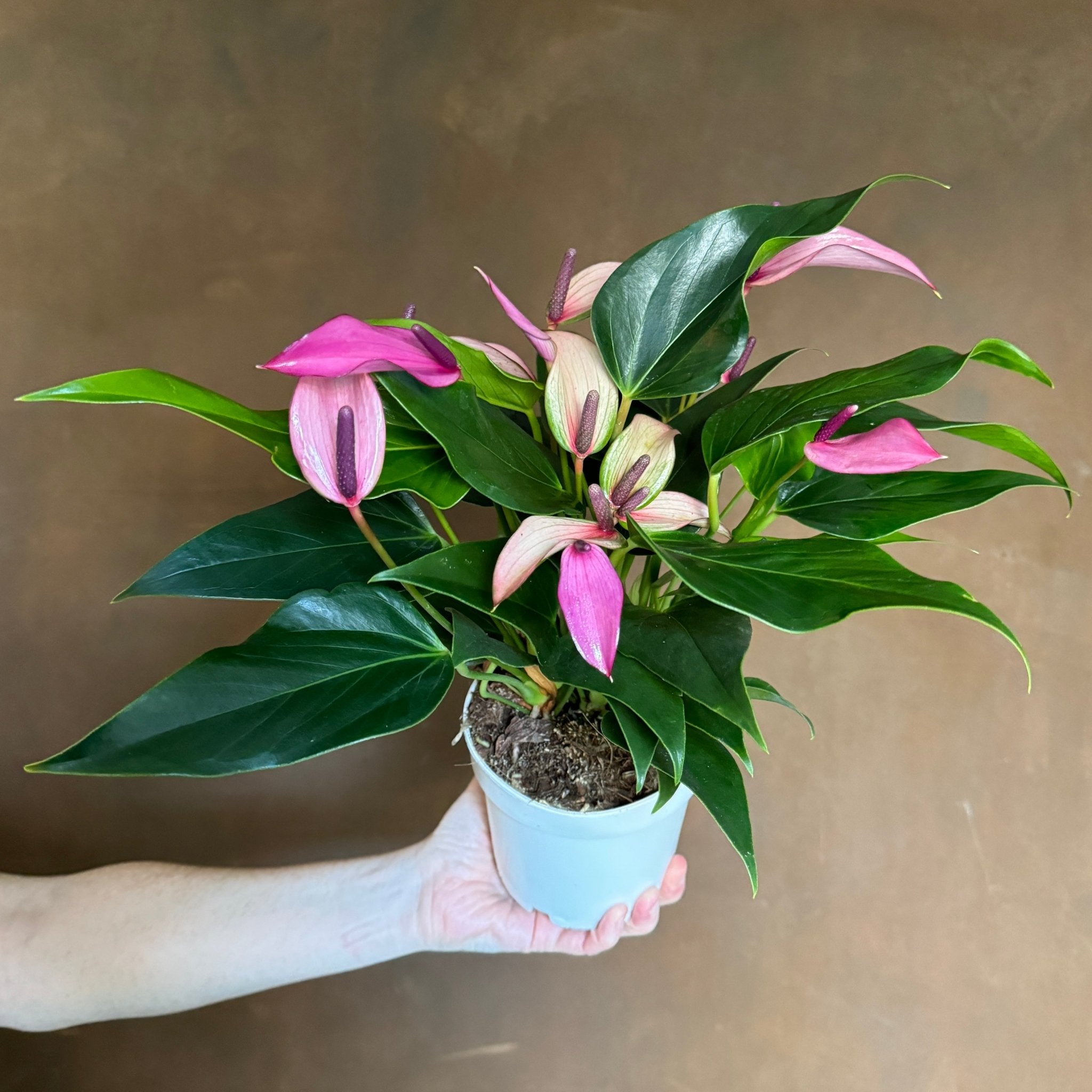 Anthurium 'Royal Zizou' - grow urban. UK