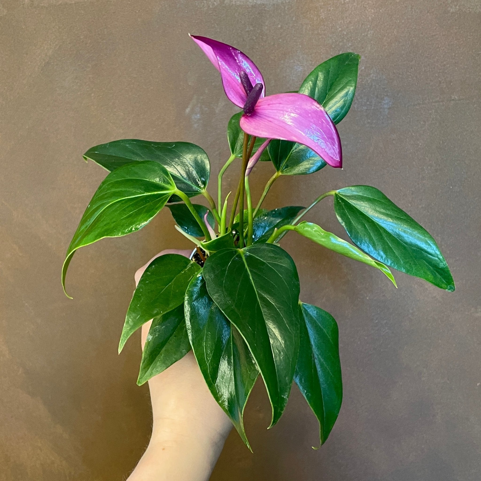 Anthurium 'Royal Zizou' (7cm pot) - grow urban. UK