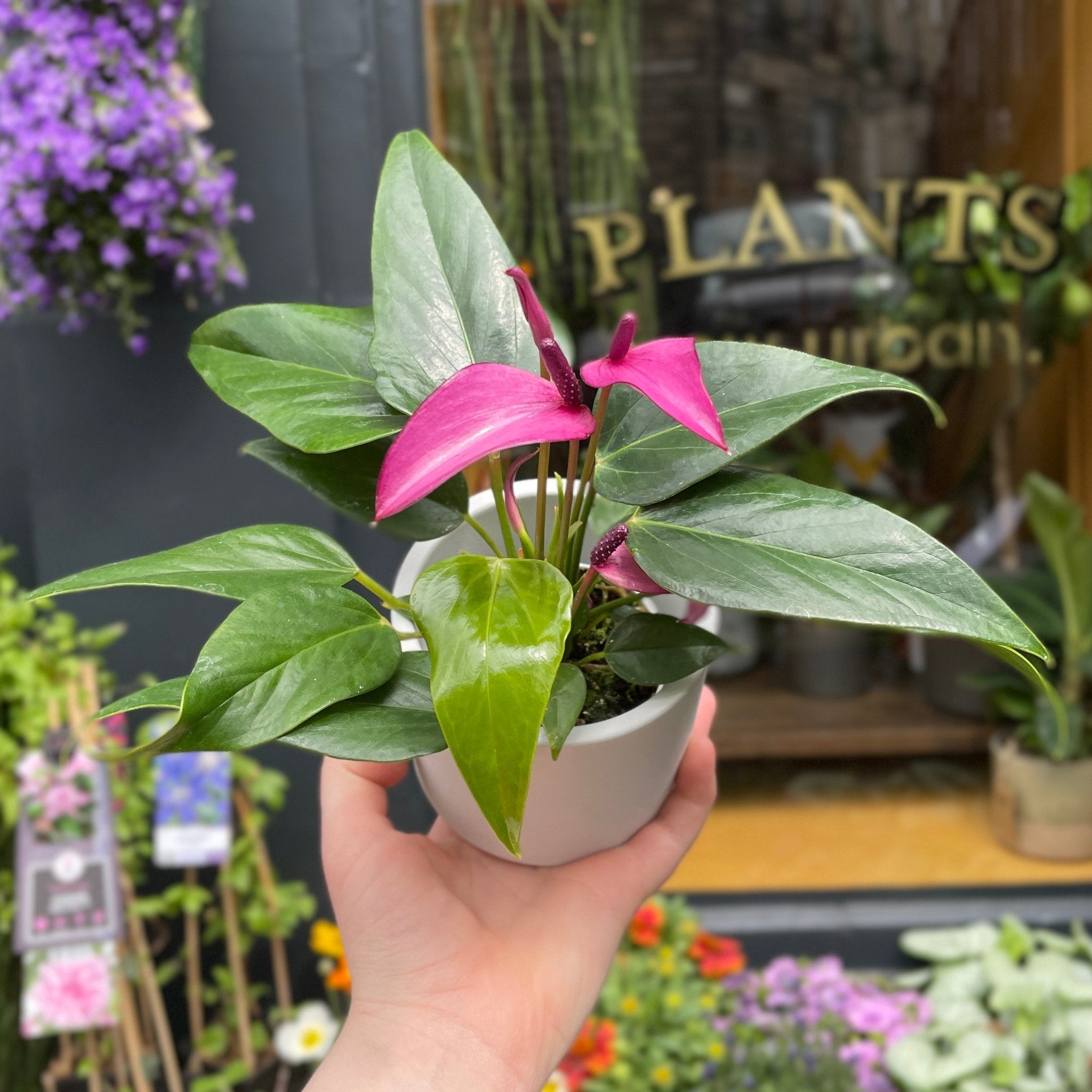 Anthurium 'Royal Zizou' (7cm pot) - grow urban. UK