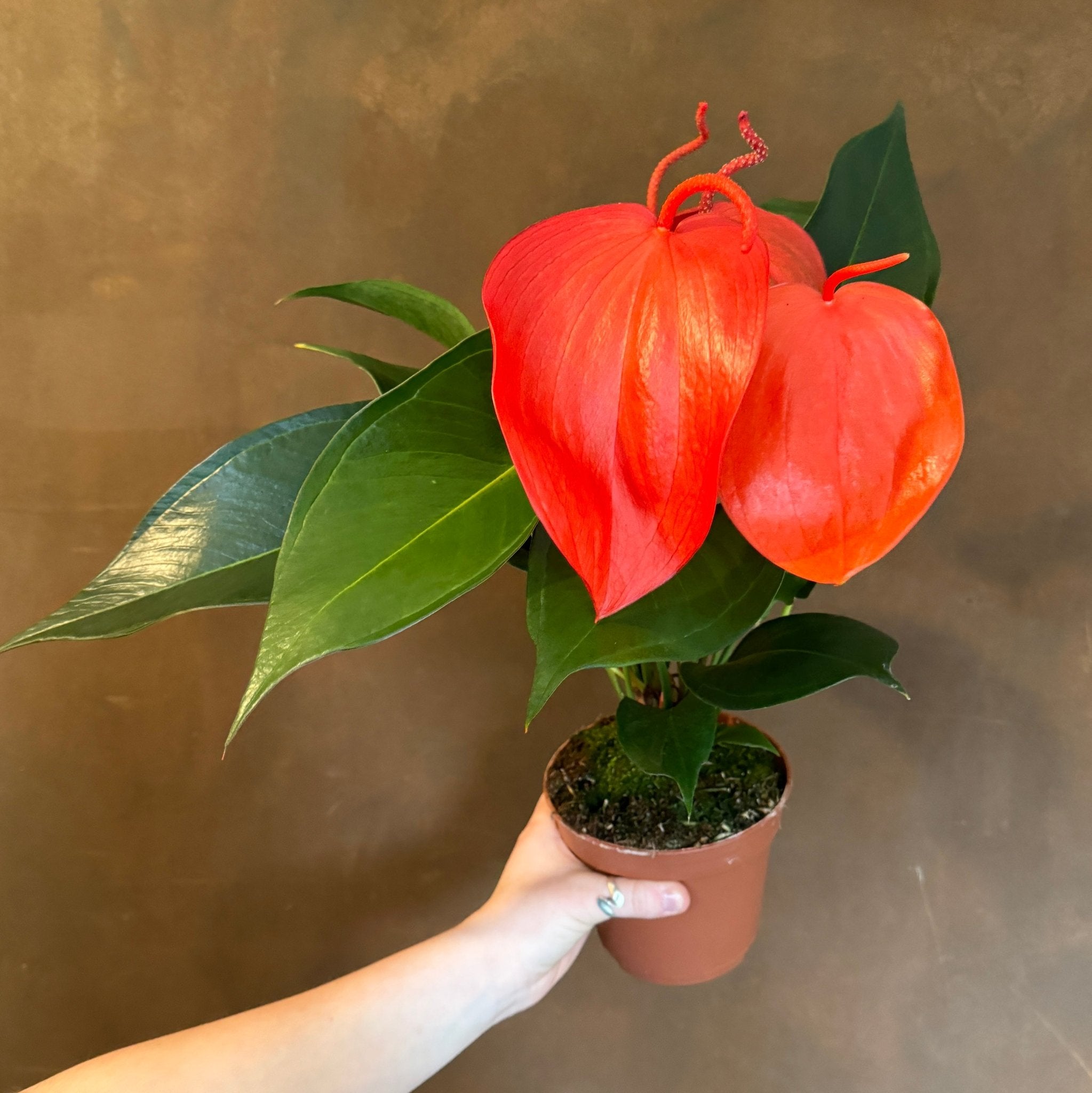 anthurium scherzerianum Anthurium scherzerianum 'Lindsey'