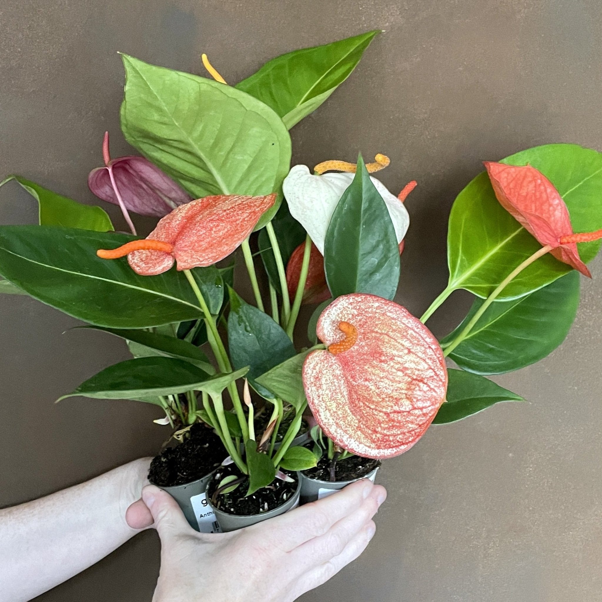 Anthurium scherzerianum (Lucky dip variety) (6cm pot) - grow urban. UK