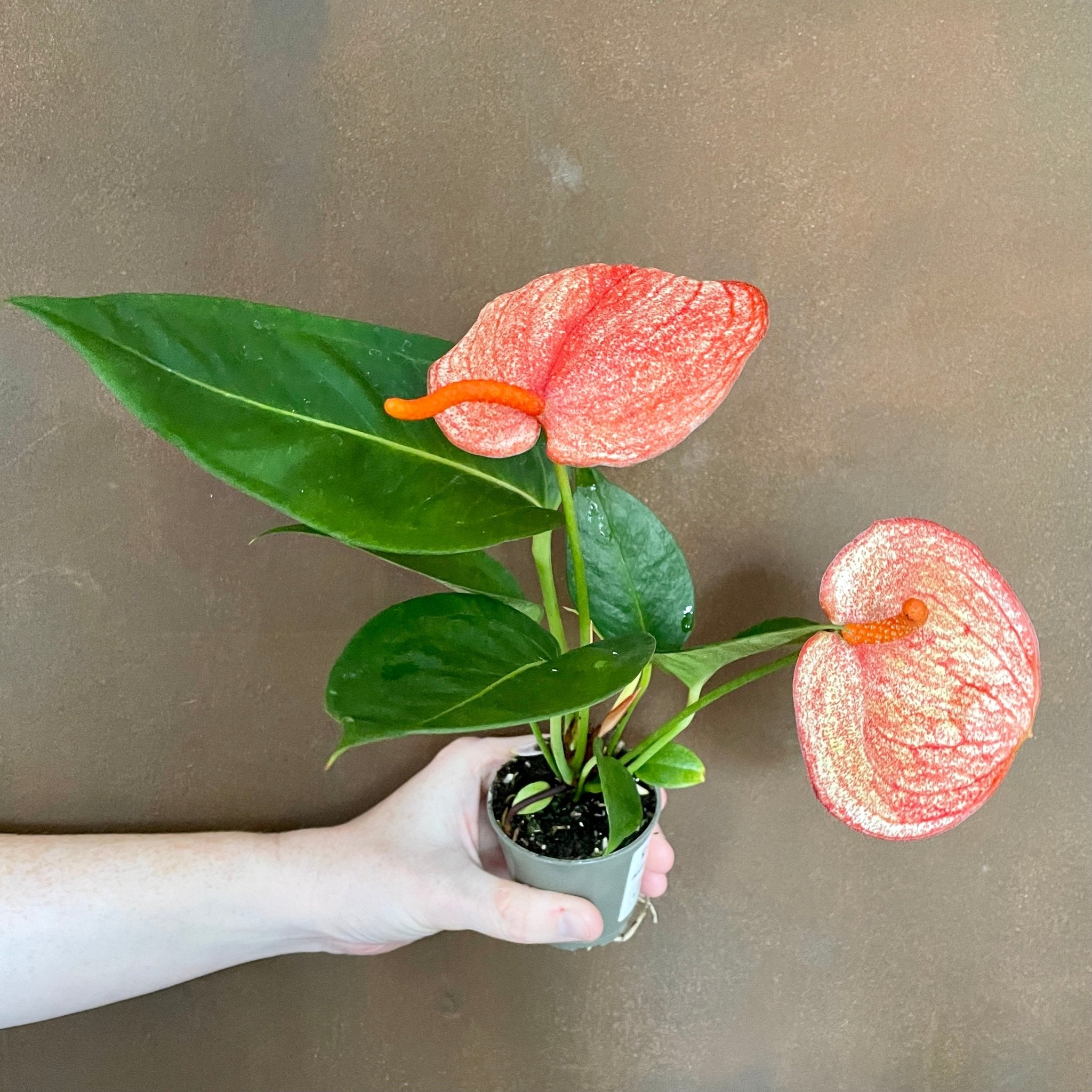 Anthurium scherzerianum (Lucky dip variety) (6cm pot) - grow urban. UK