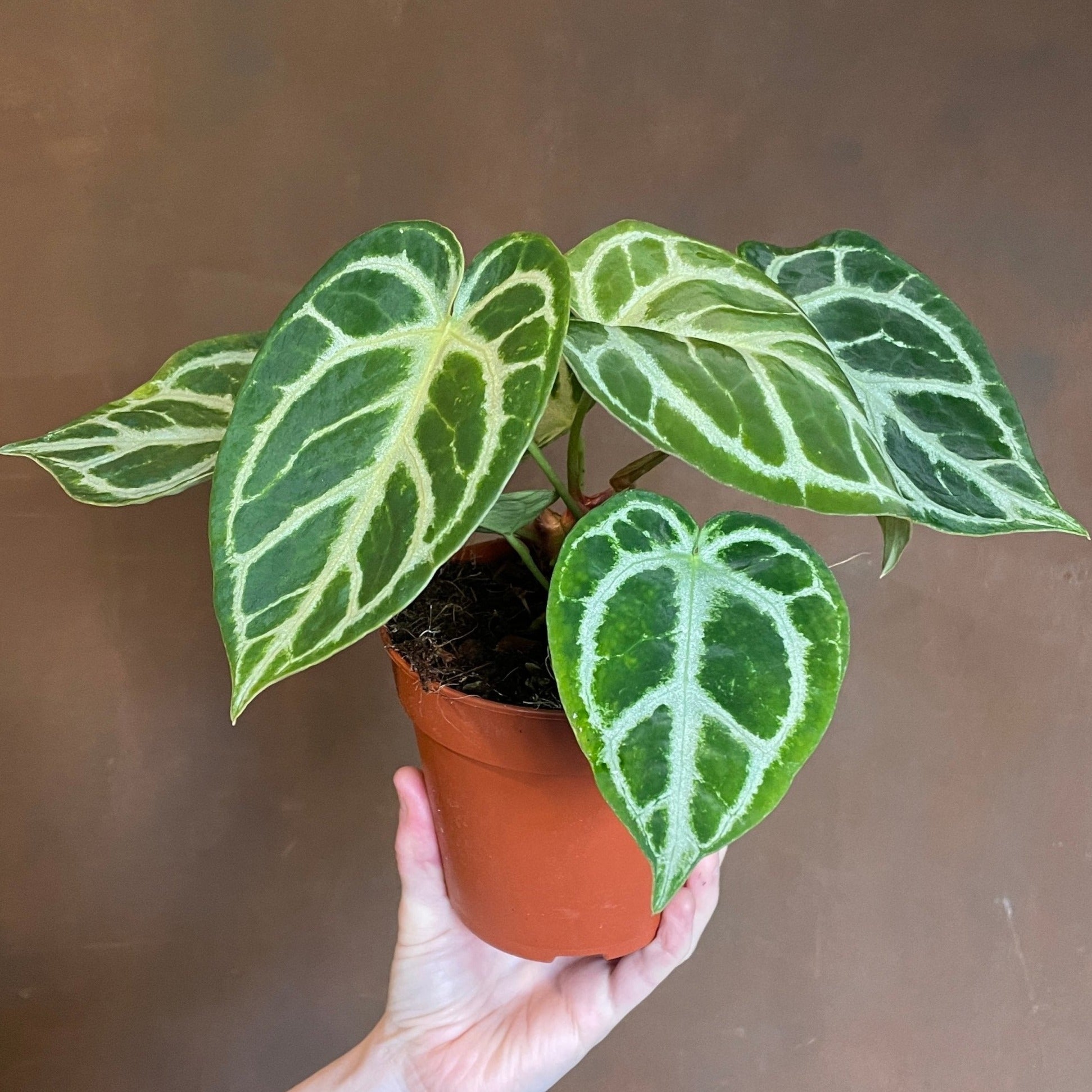 anthurium crystallinum silver blush Anthurium 'Silver Blush' (12cm pot)