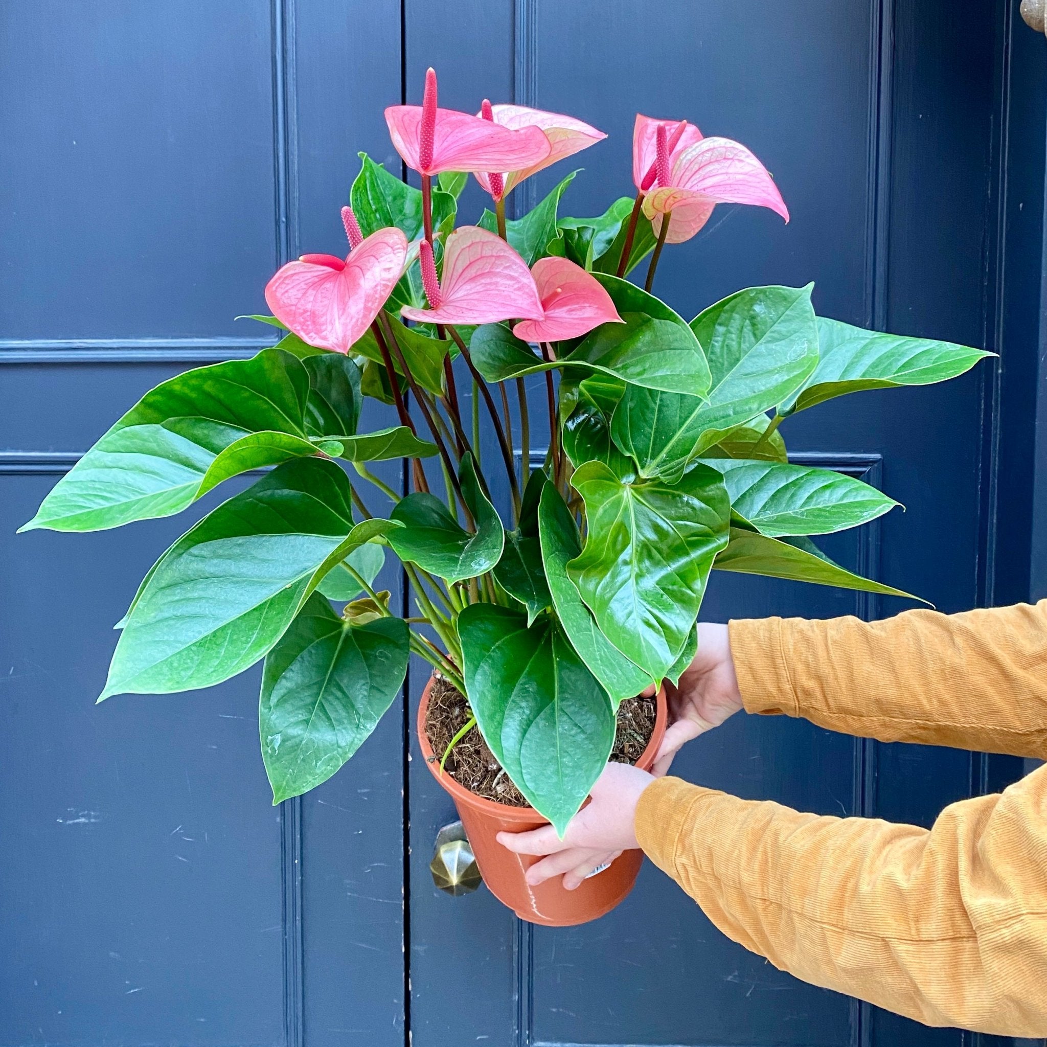 Anthurium 'Summer Love' - grow urban. UK