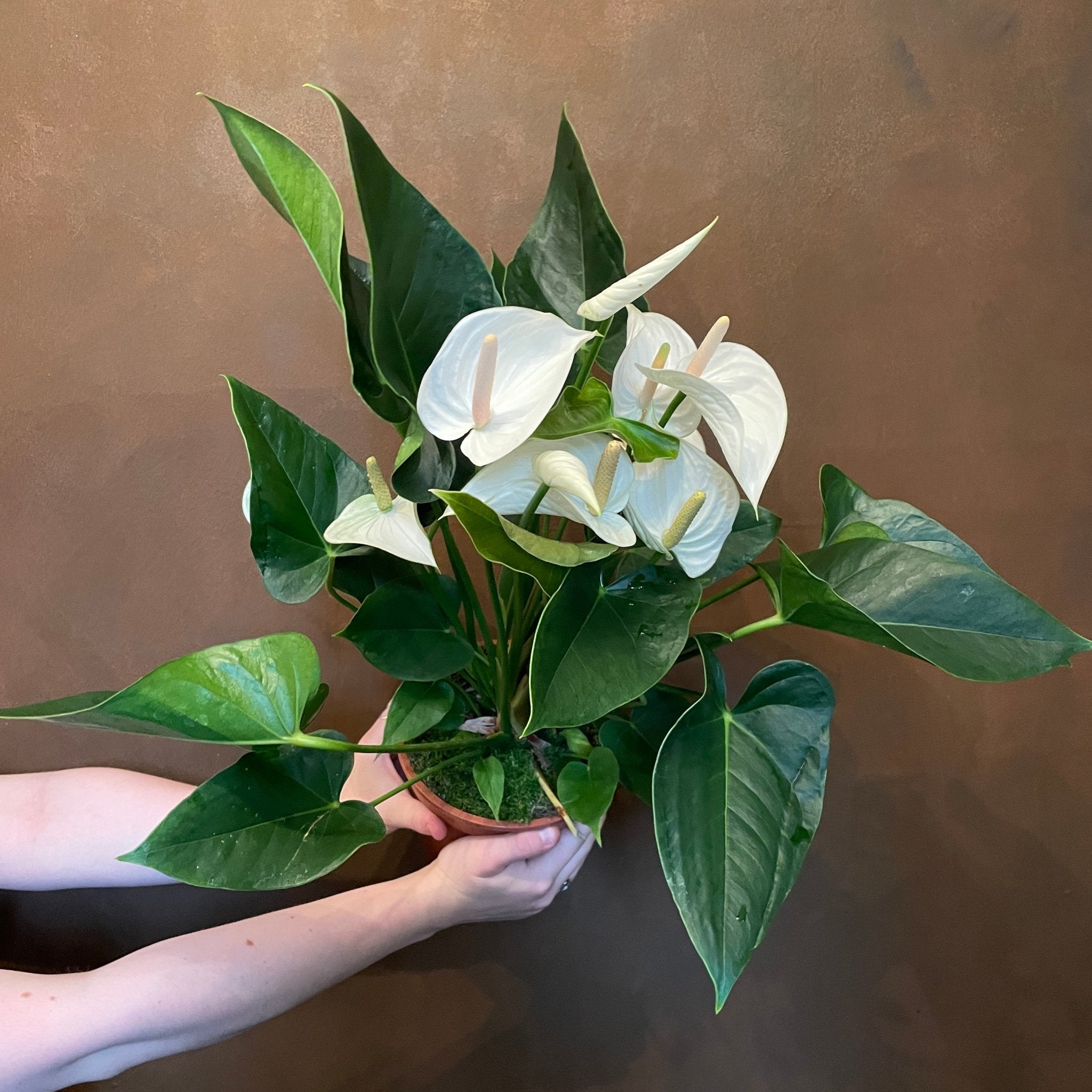 Anthurium 'White Winner' (17cm pot) - grow urban. UK