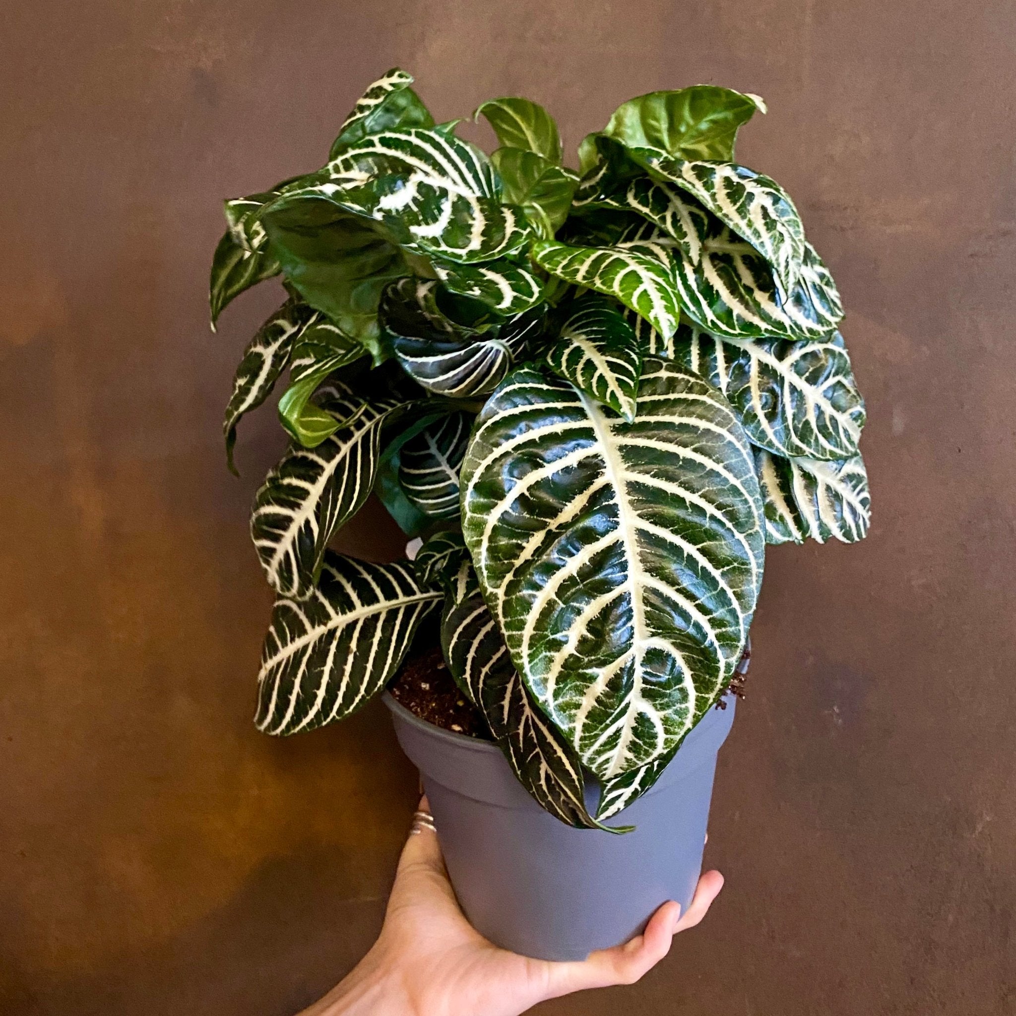 Aphelandra ‘Dania’ (17cm pot) - grow urban. UK