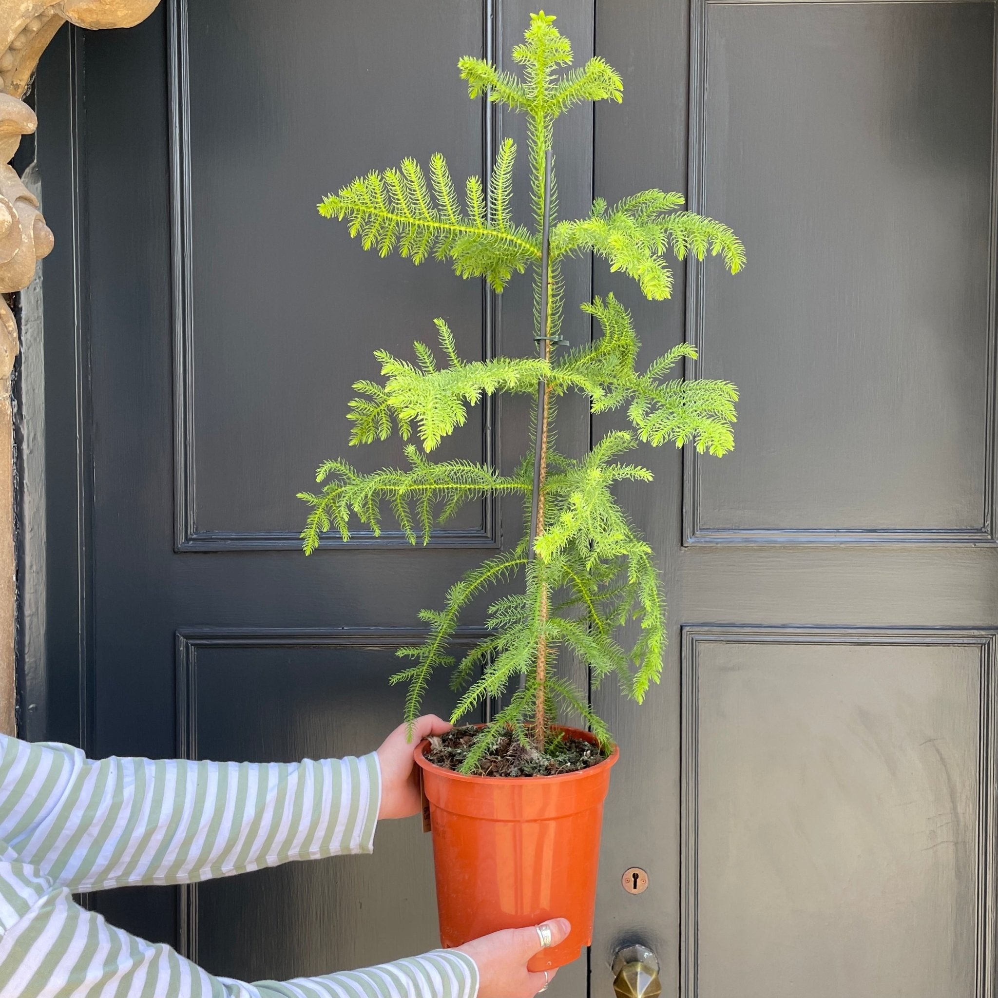 Araucaria heterophylla (21cm pot) - grow urban. UK