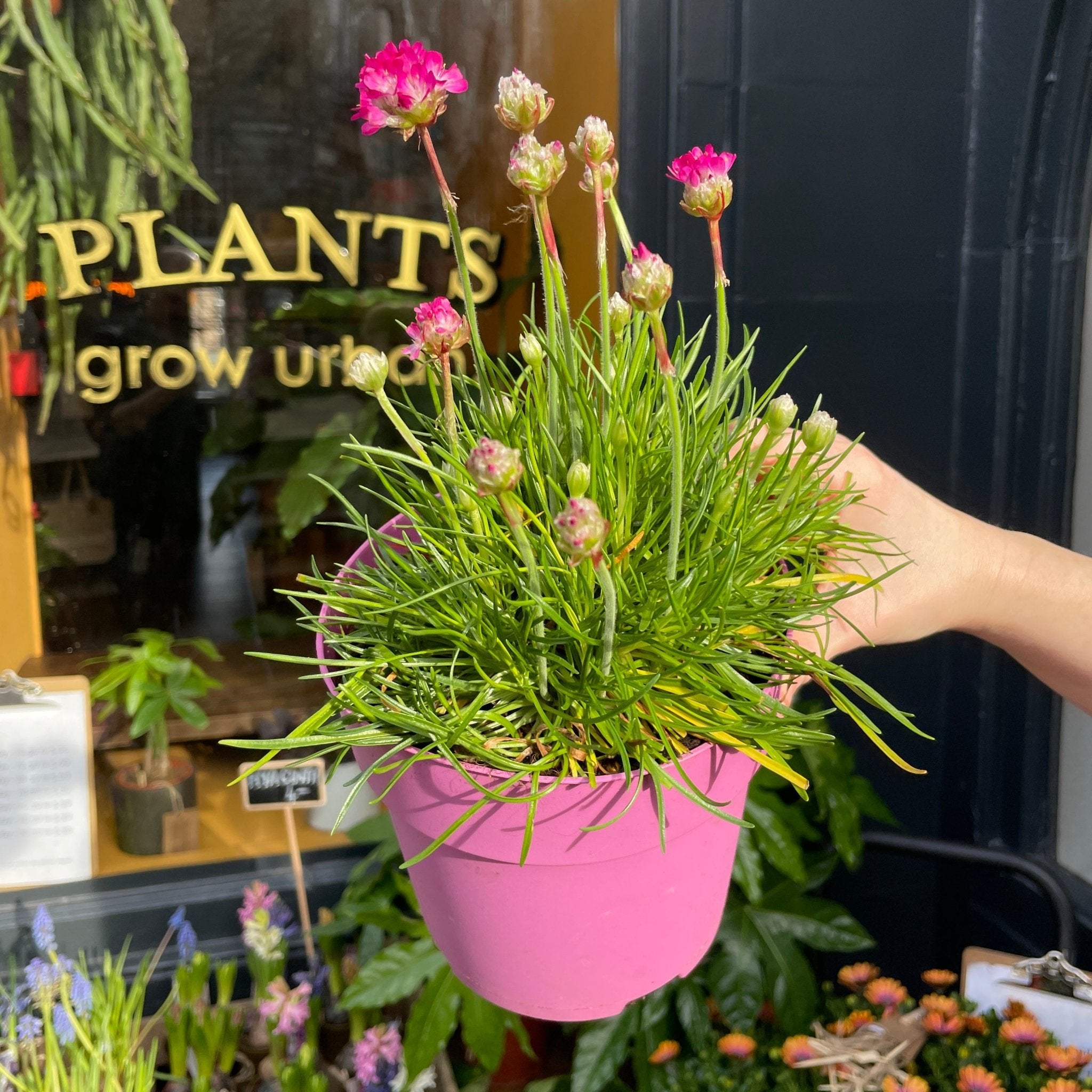 Armeria Armada Rose grow urban. Edinburgh