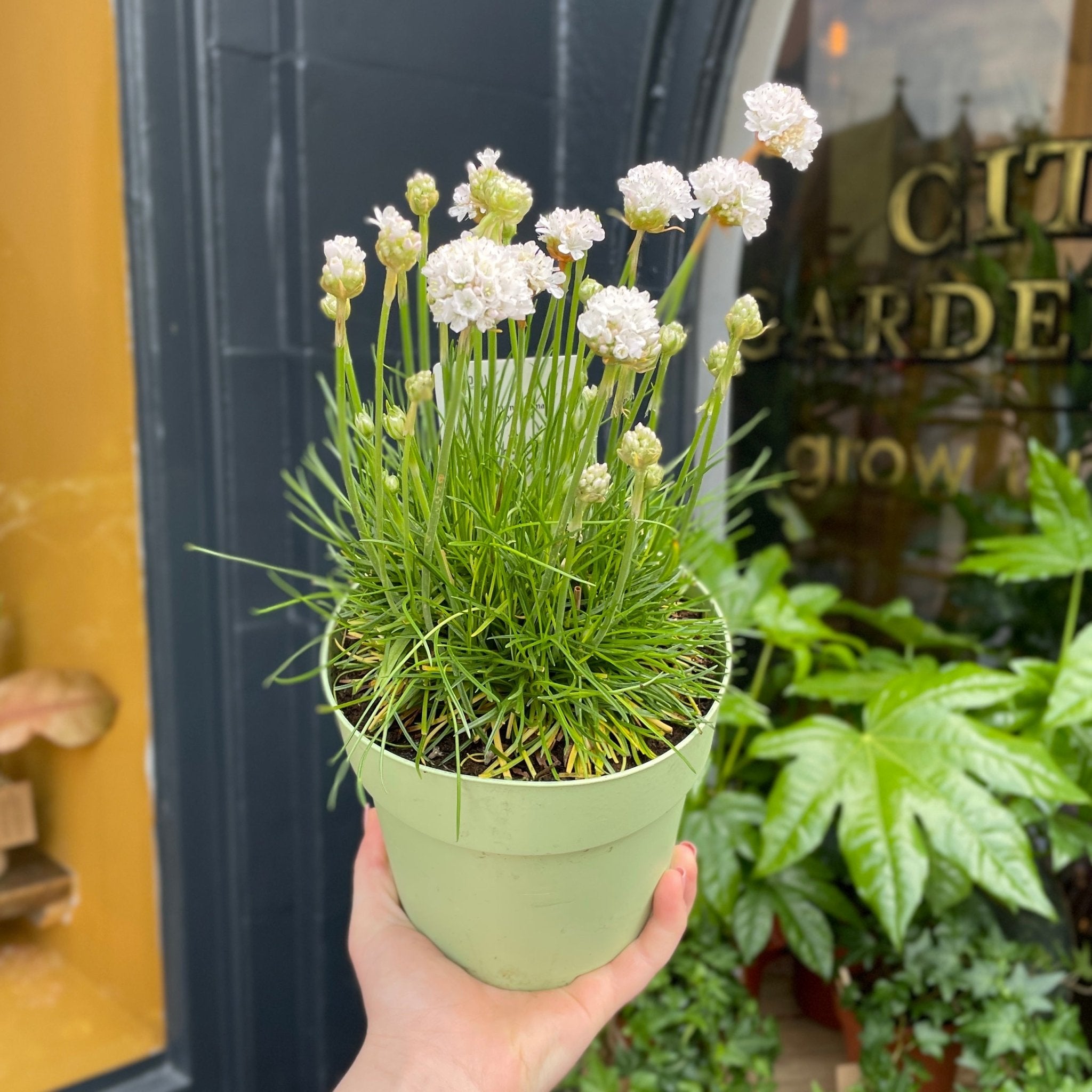 Armeria 'Armada White' - grow urban. UK