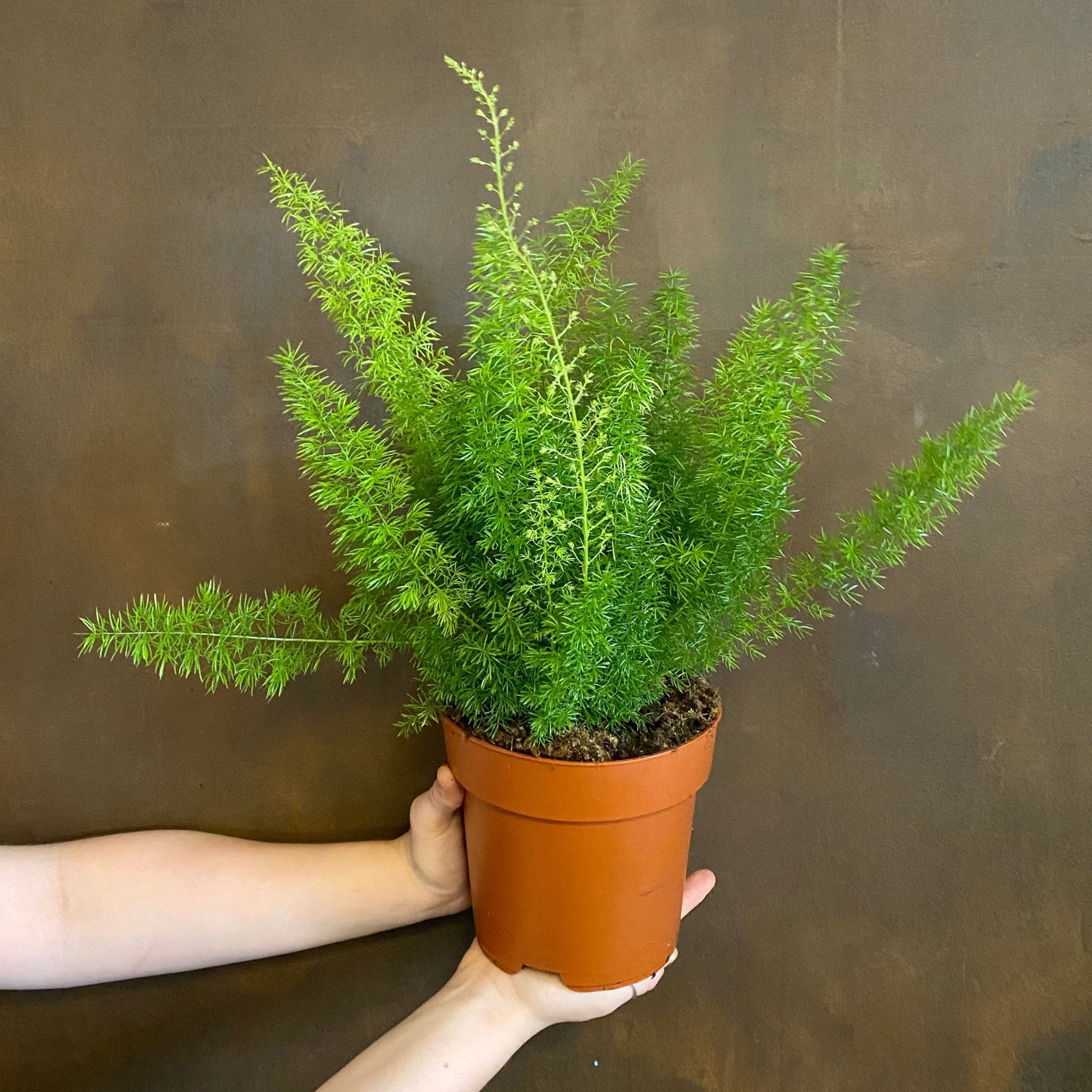 Asparagus densiflorus ‘Myers’ (17cm pot) - grow urban. UK