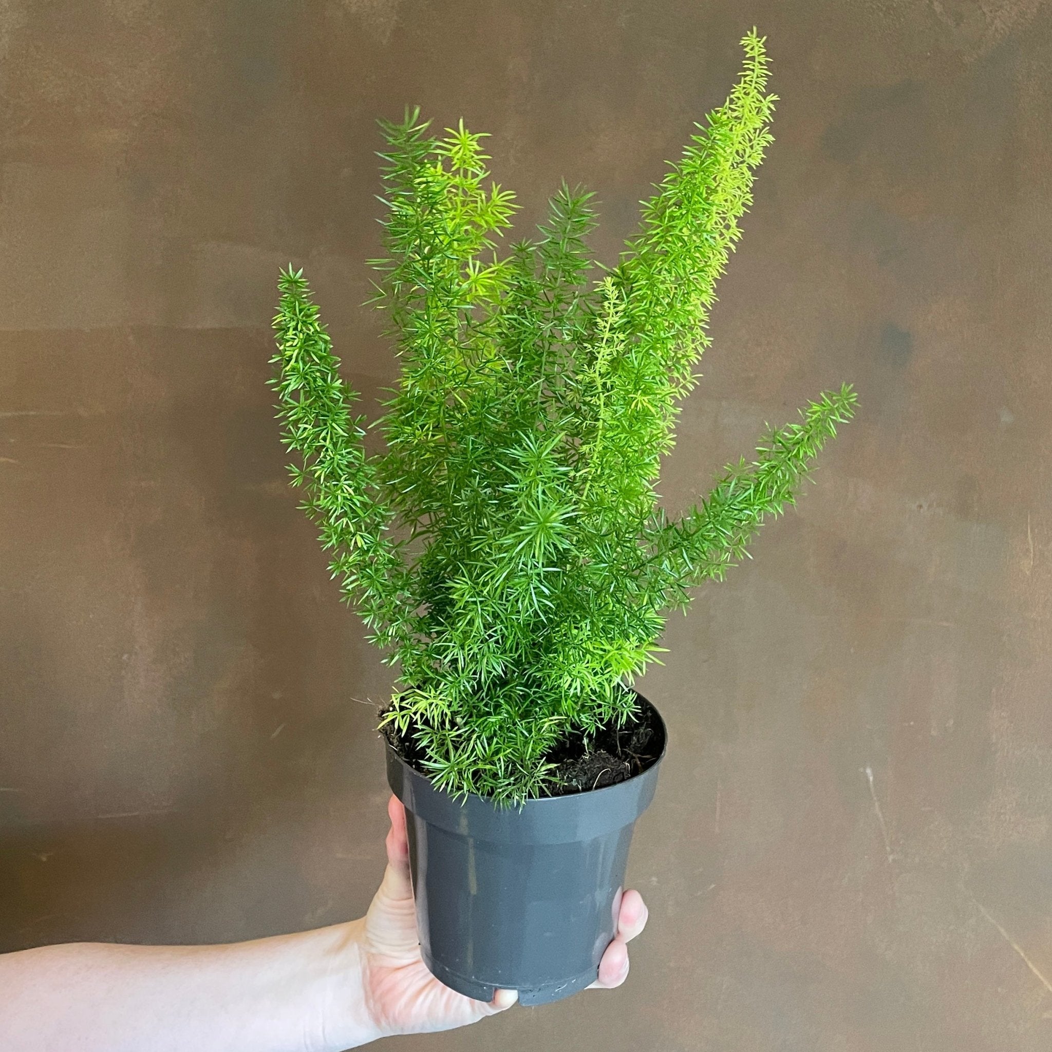 Asparagus densiflorus ‘Myersii' - grow urban. UK