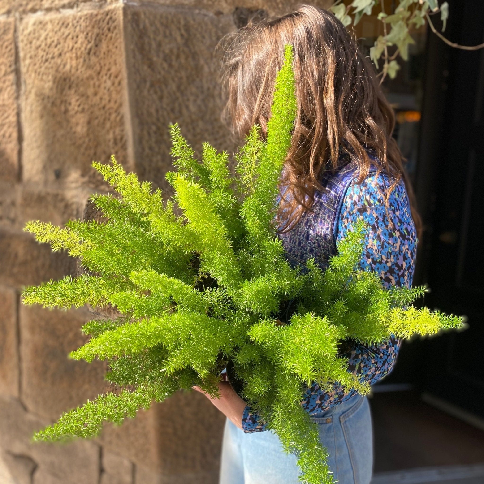 Asparagus densiflorus ‘Myersii' - grow urban. UK