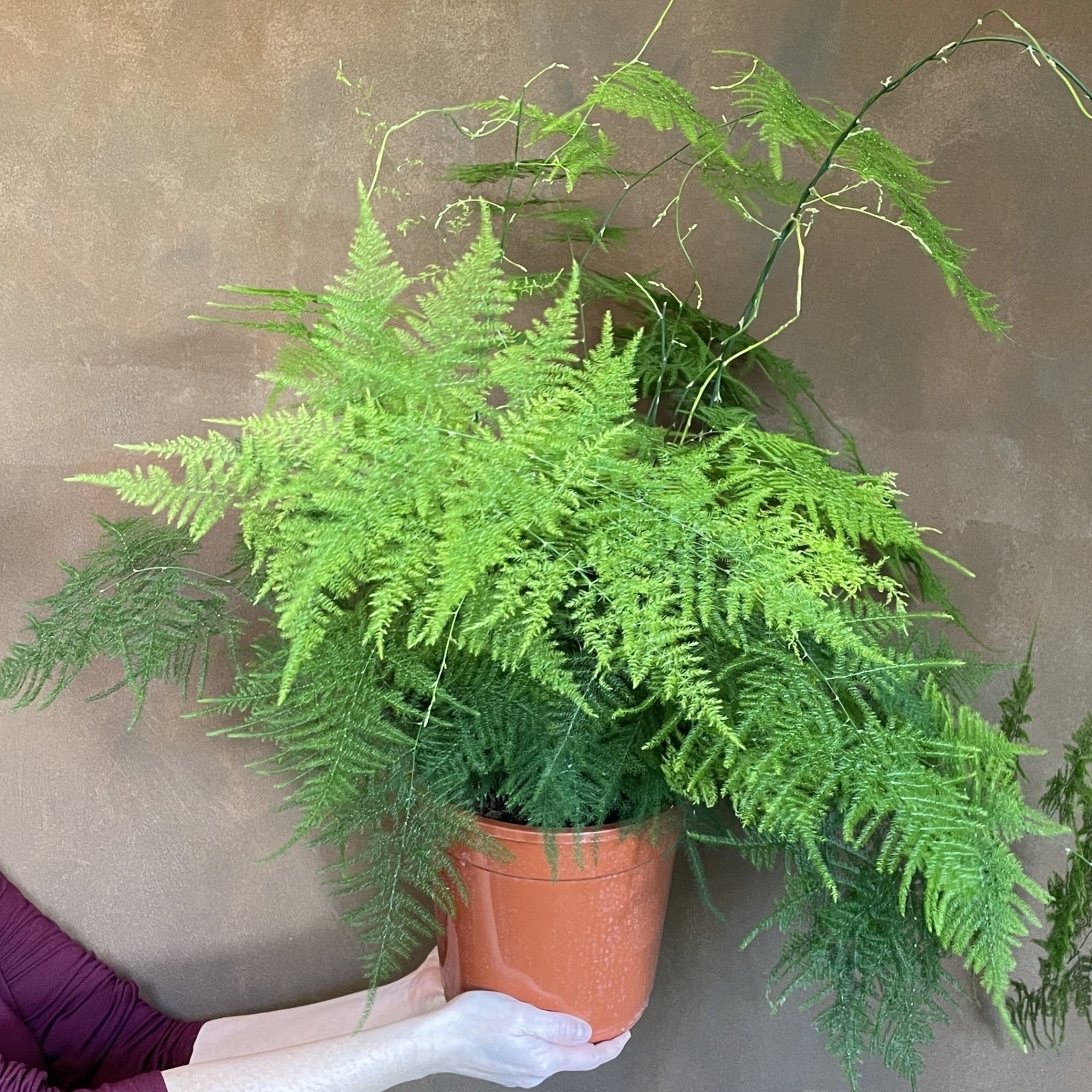 Asparagus setaceus (21cm pot) - grow urban. UK