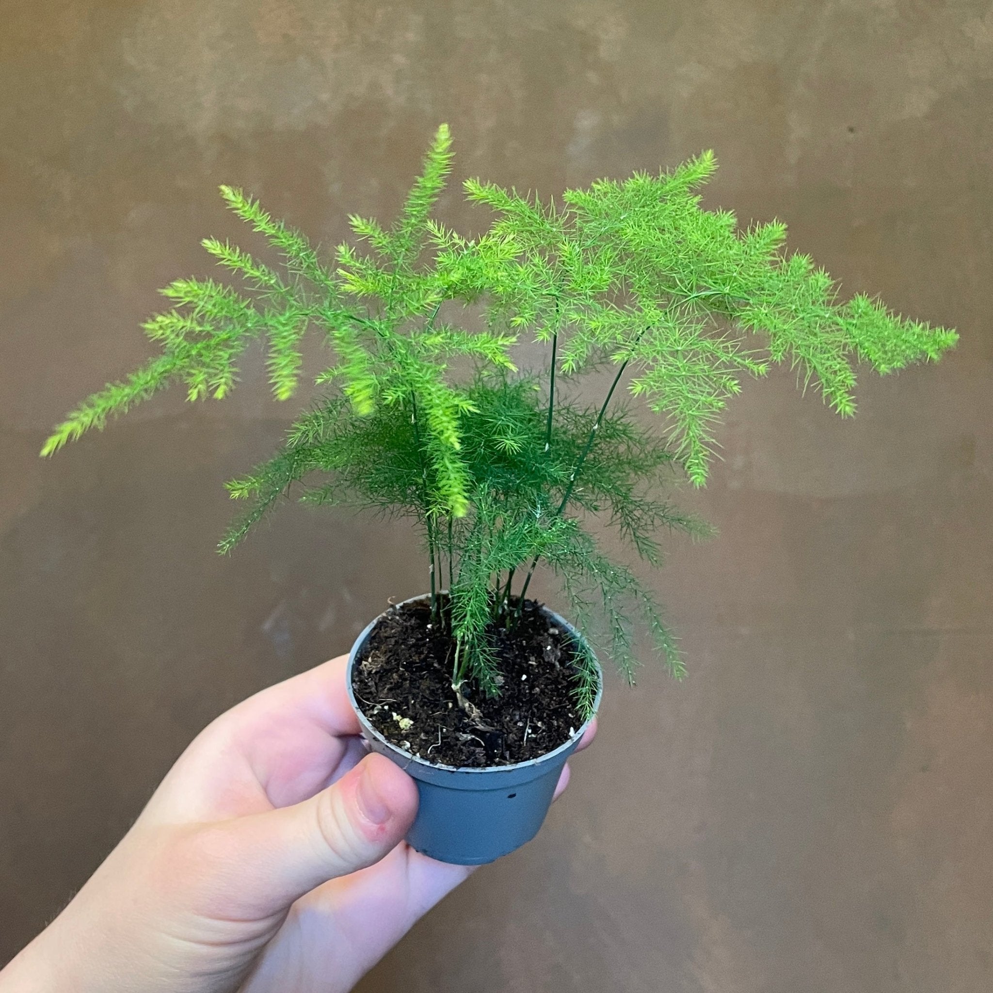 Asparagus setaceus (6cm pot) - grow urban. UK