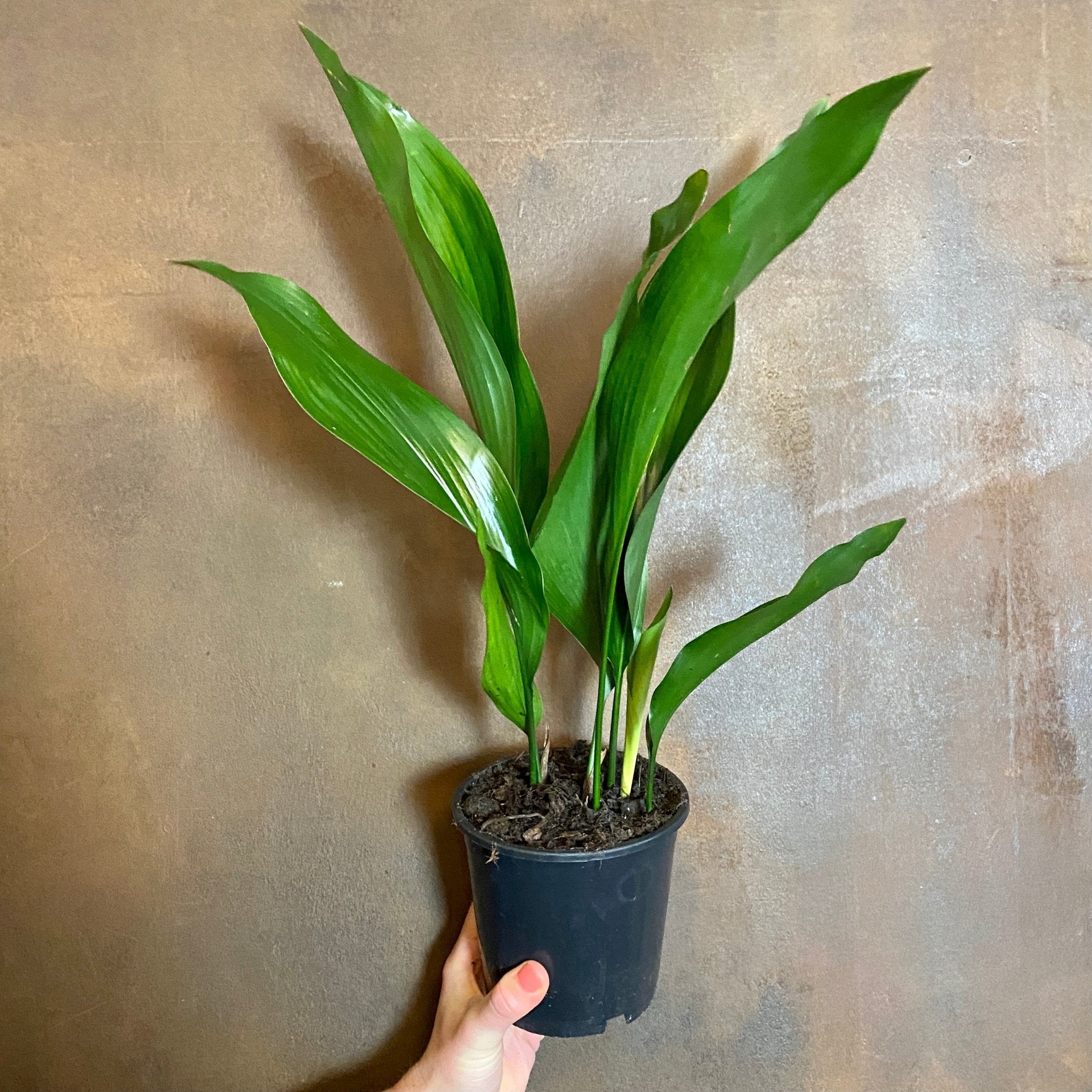 Aspidistra elatior (13cm pot) - grow urban. UK