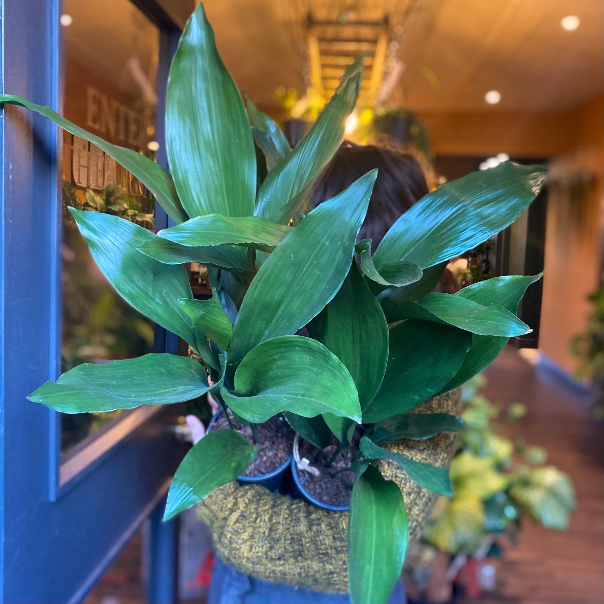 Aspidistra elatior (13cm pot) - grow urban. UK