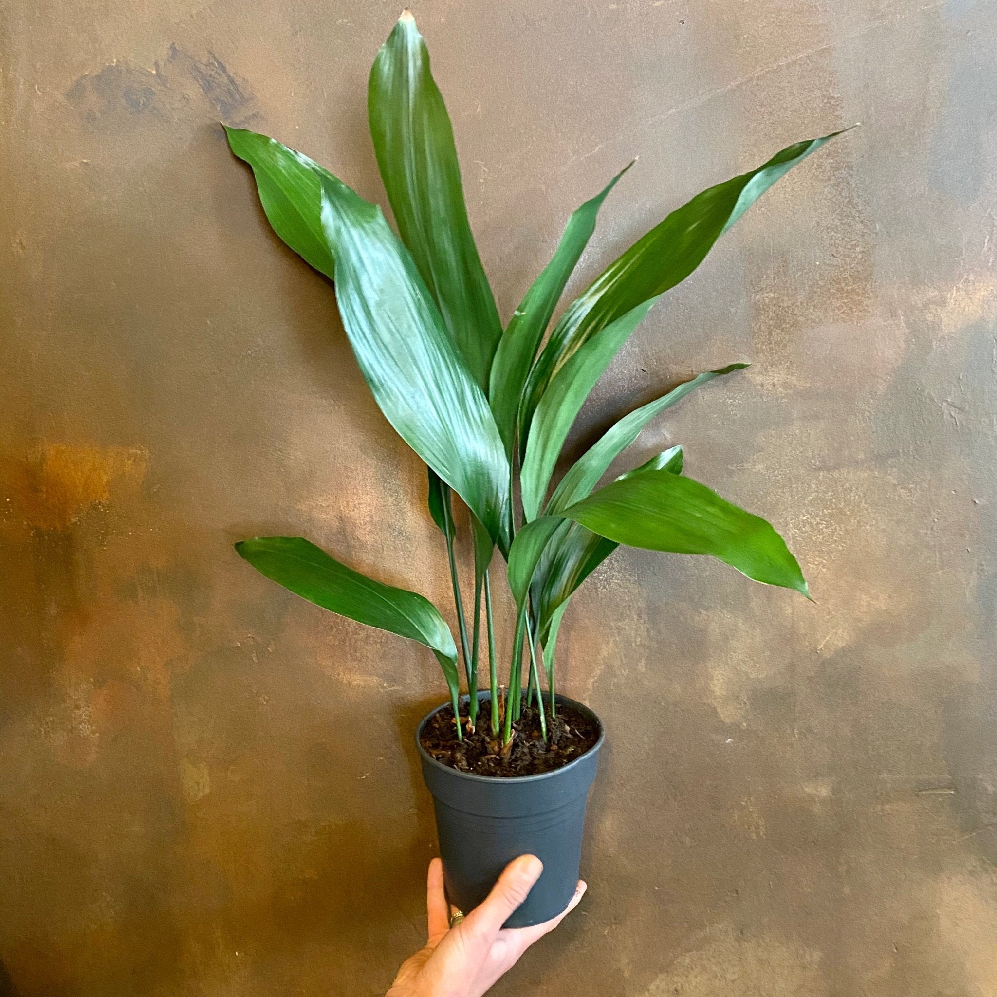 Aspidistra elatior (15cm pot) - grow urban. UK