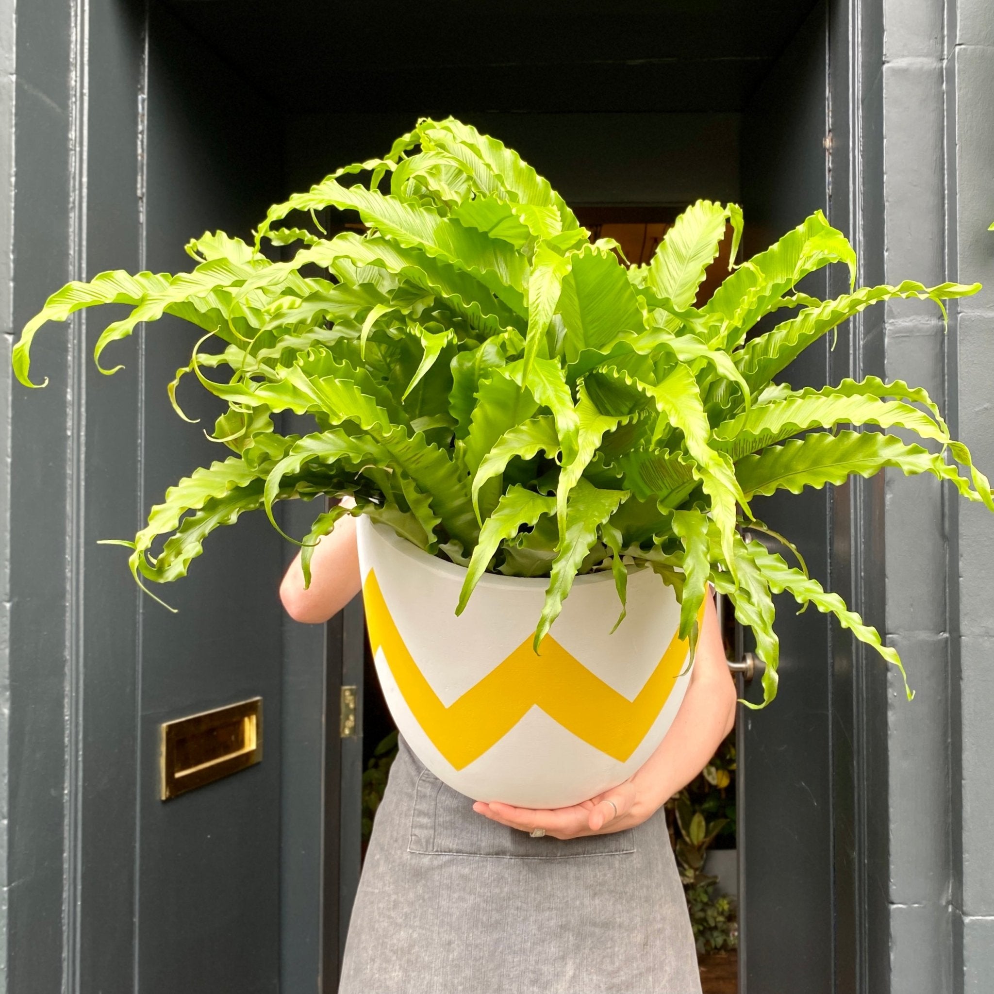 Asplenium antiquum ‘Osaka’ (30cm pot) - grow urban. UK