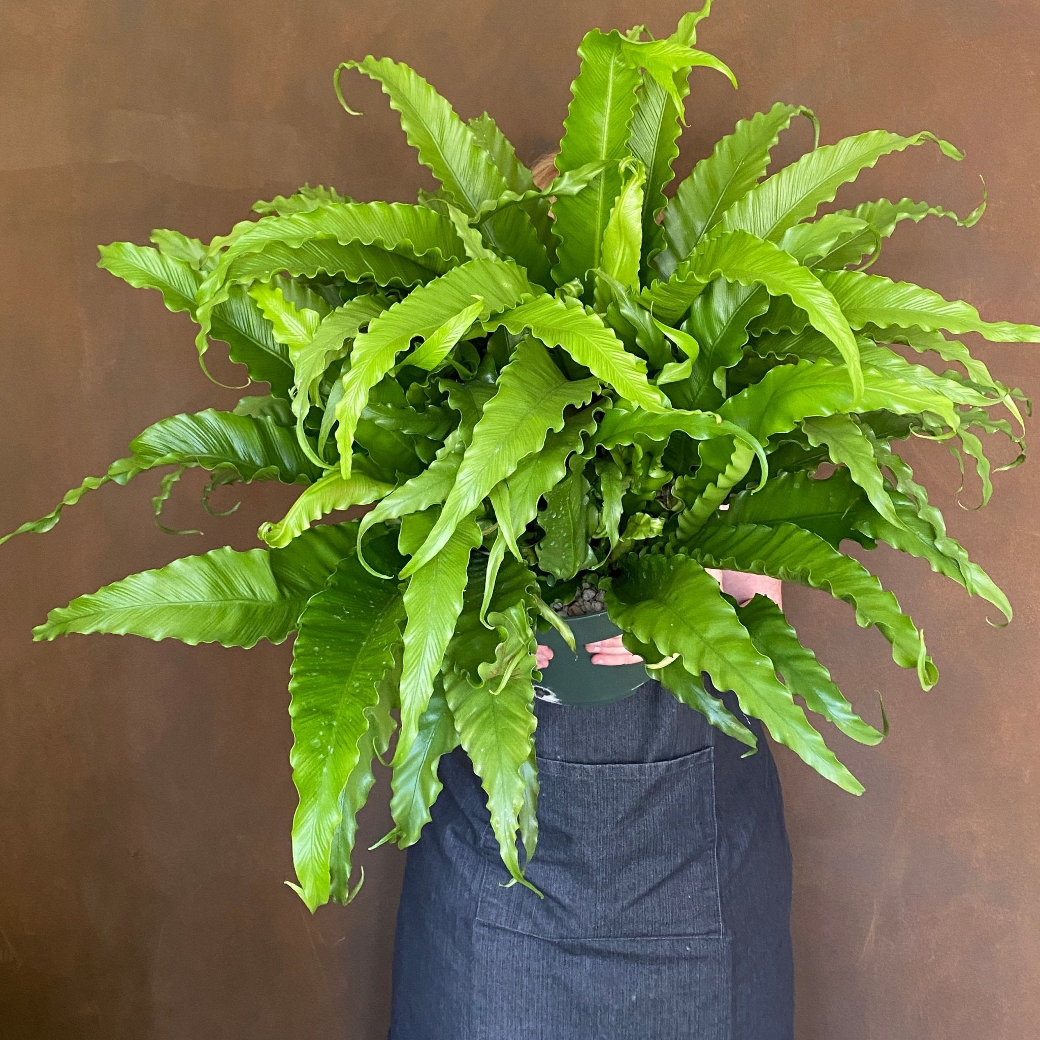 Asplenium antiquum ‘Osaka’ (30cm pot) - grow urban. UK