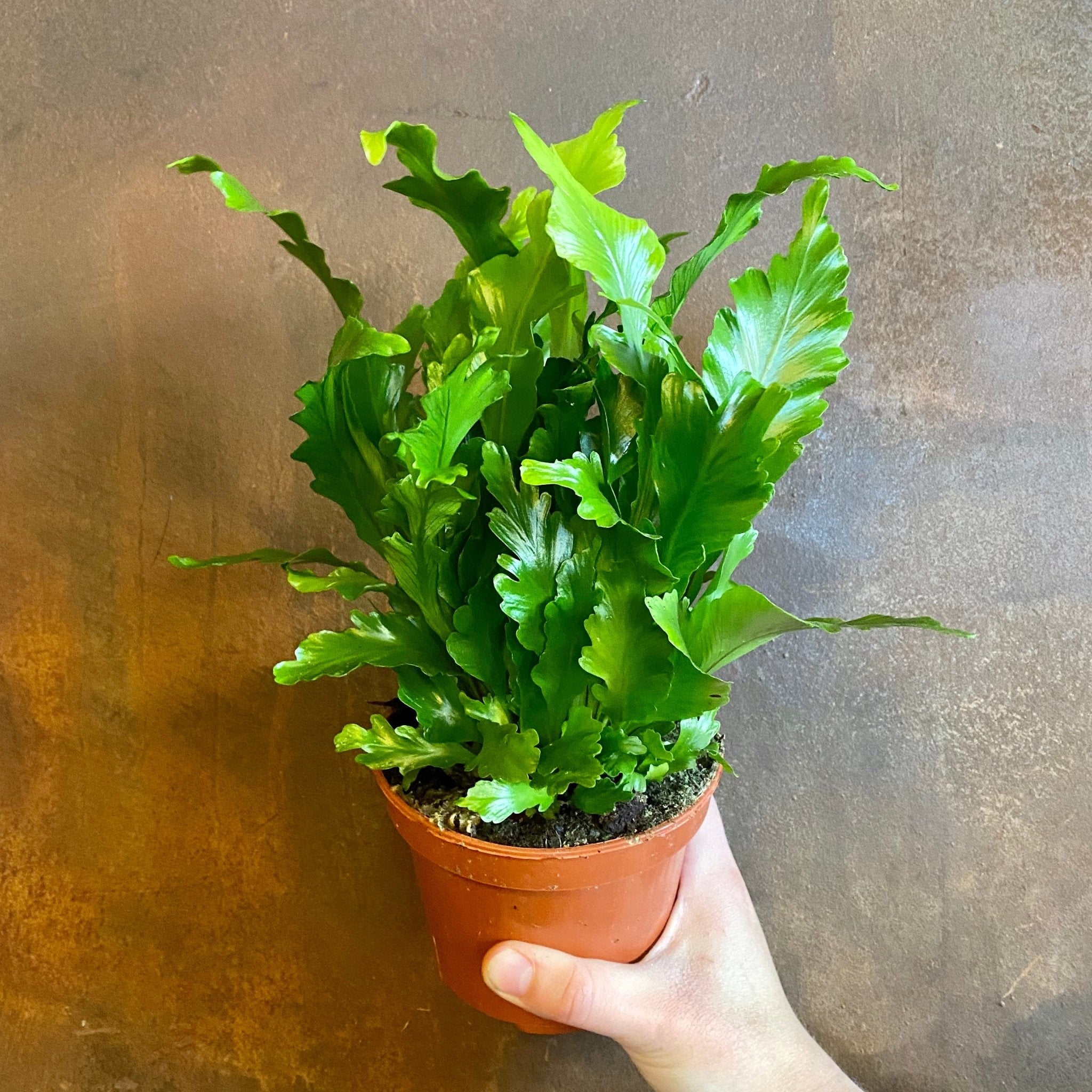 Asplenium ‘Campio’ - grow urban. UK