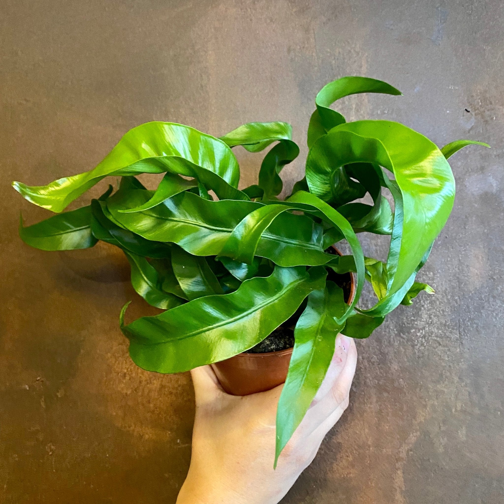 Asplenium ‘Hurricane’ - grow urban. UK