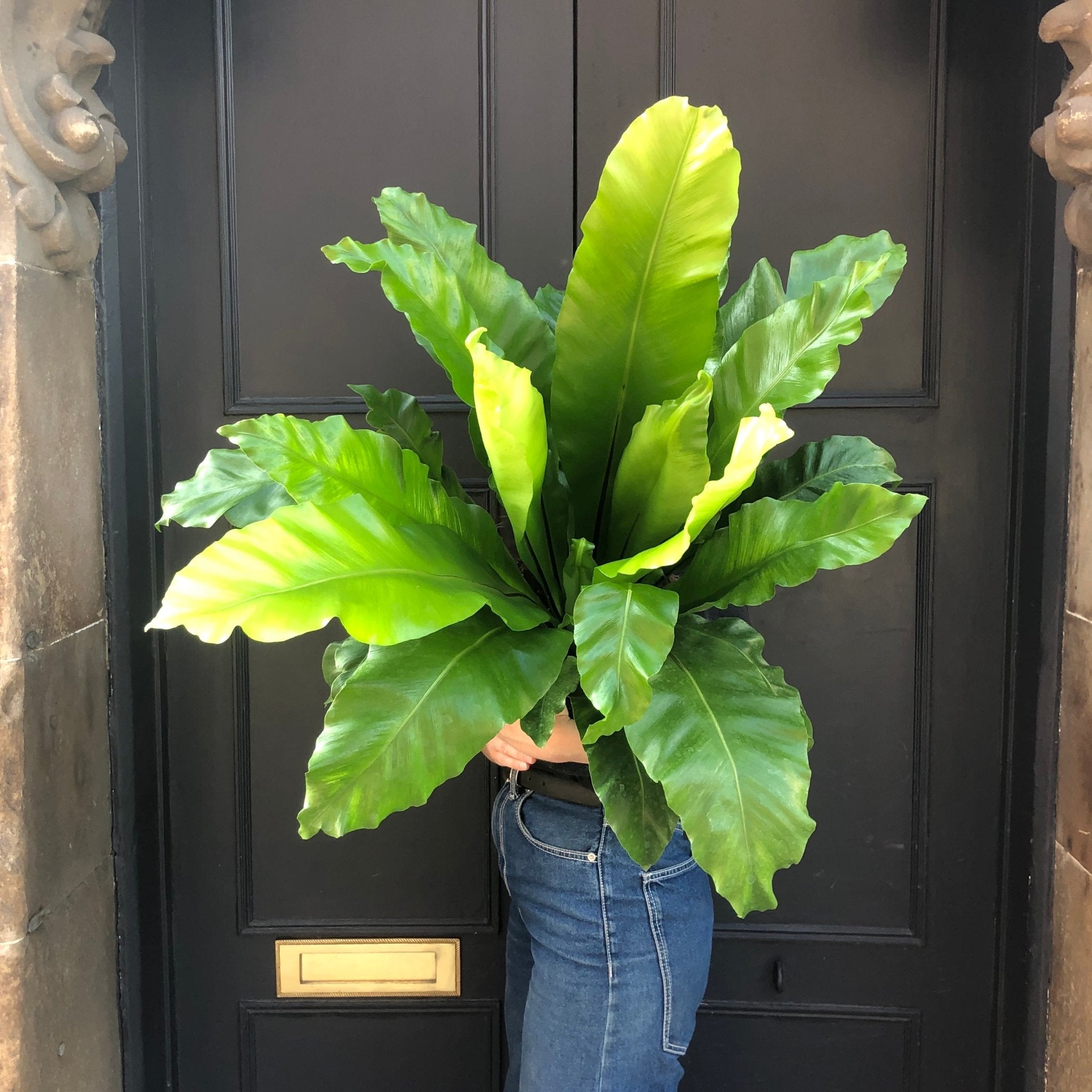 Asplenium nidus (23cm pot) - grow urban. UK